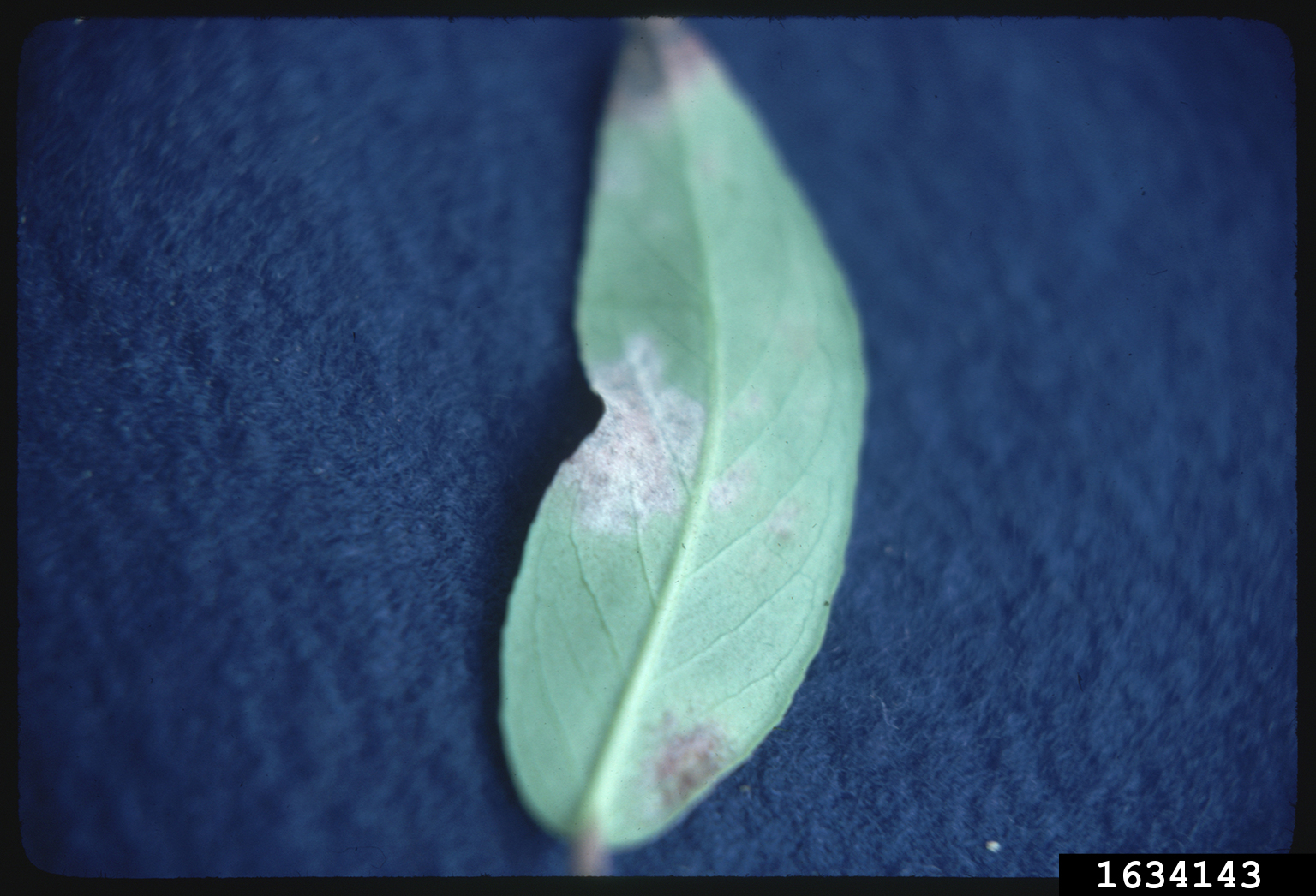 powdery mildew (Genus Erysiphe)