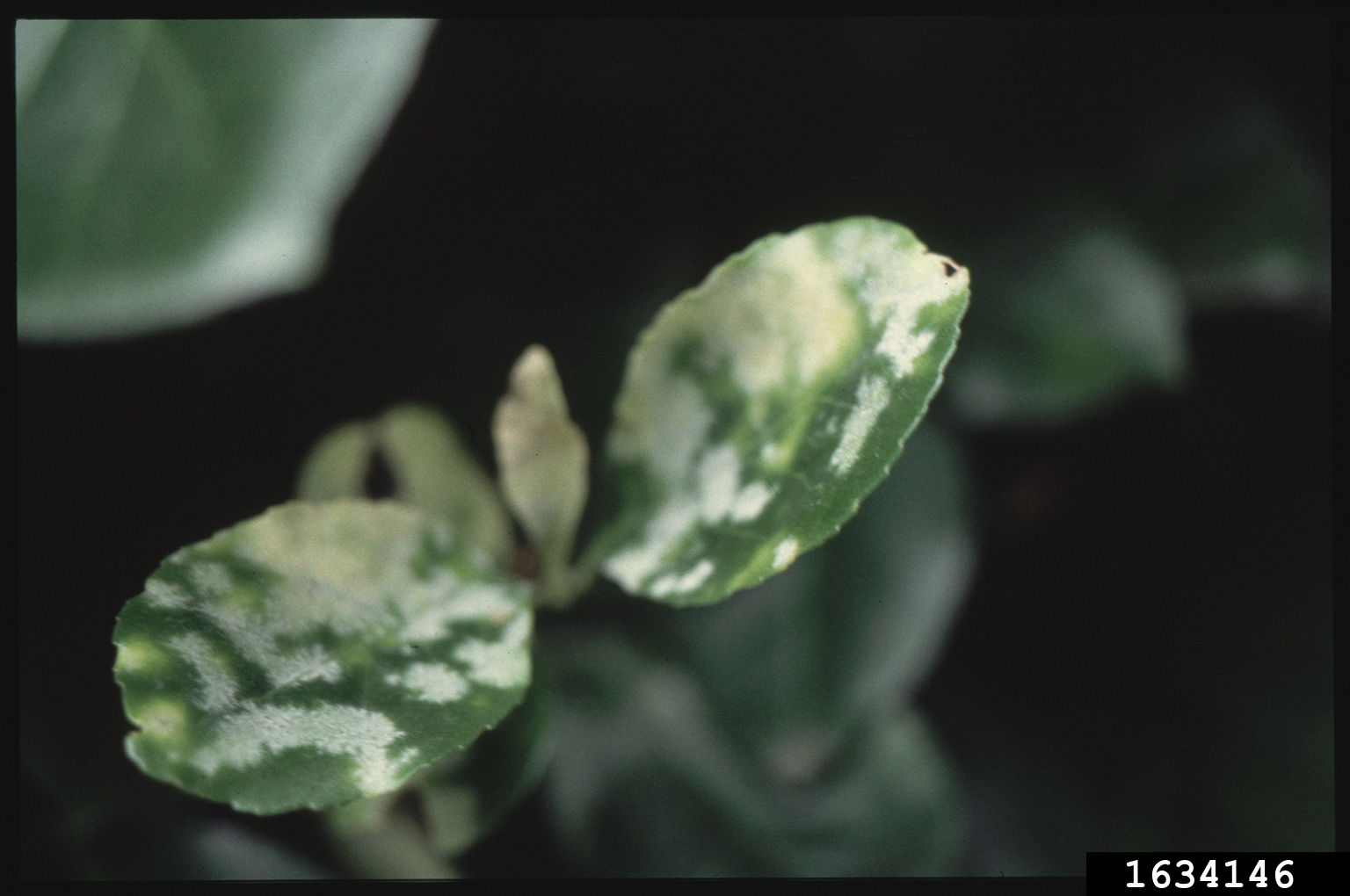 powdery mildew (Erysiphe euonymijaponici)