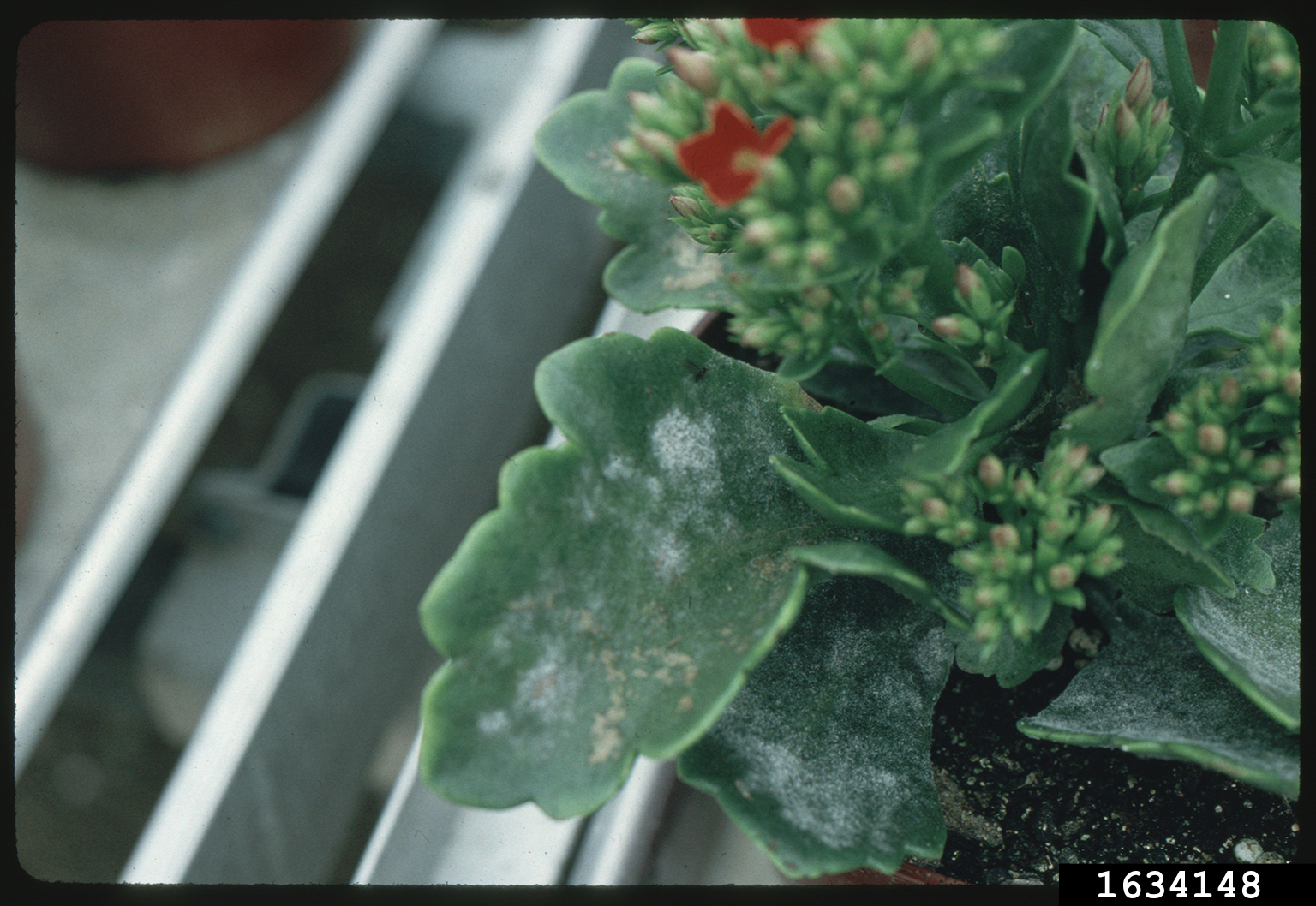 powdery mildew (Erysiphe betae)