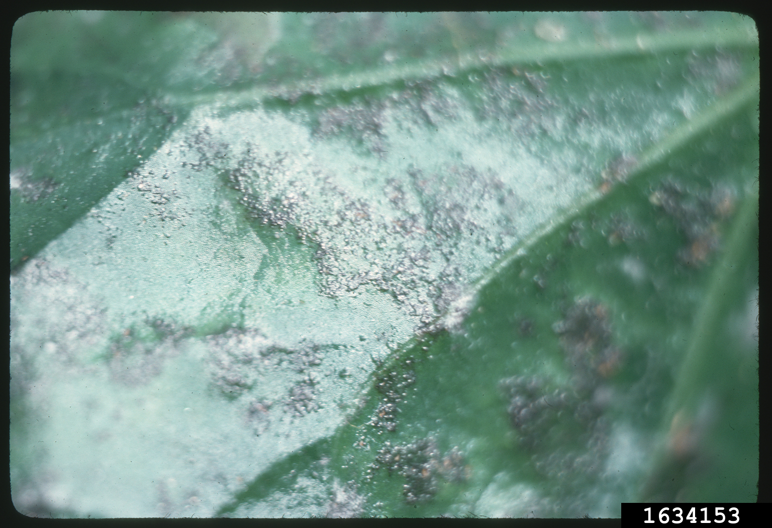 powdery mildew (Golovinomyces orontii ) on begonia (Begonia spp