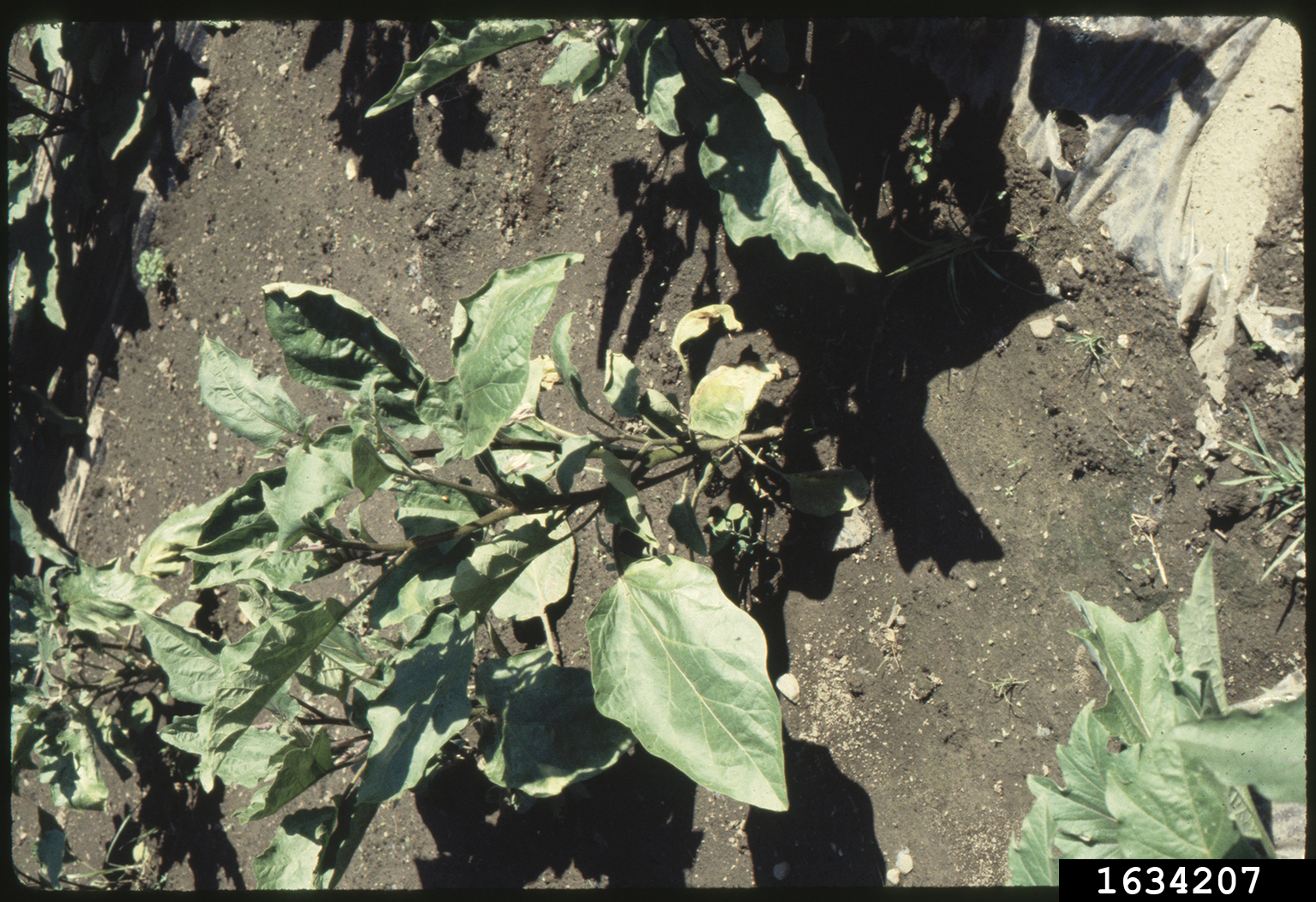 Verticillium wilts (Genus Verticillium)