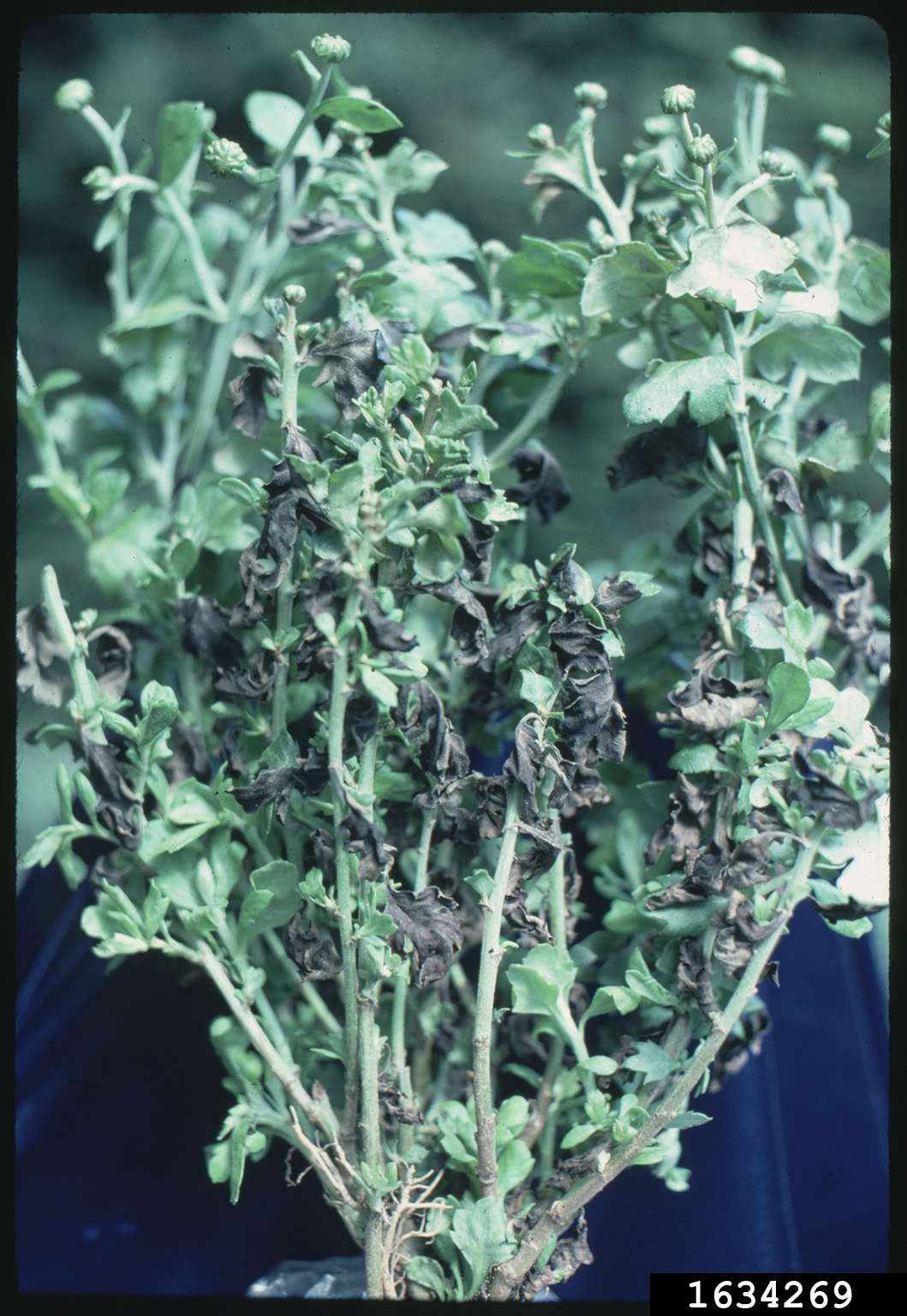 Chrysanthemum nematode (Aphelenchoides ritzemabosi ) on chrysanthemum