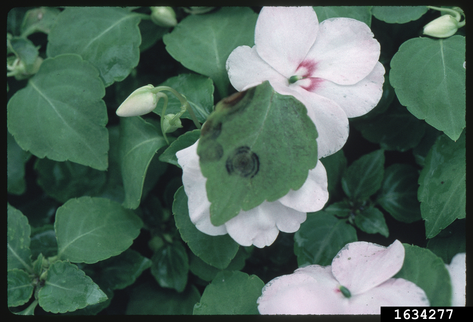 impatiens necrotic spot virus (INSV) (Tospovirus Impatiens necrotic