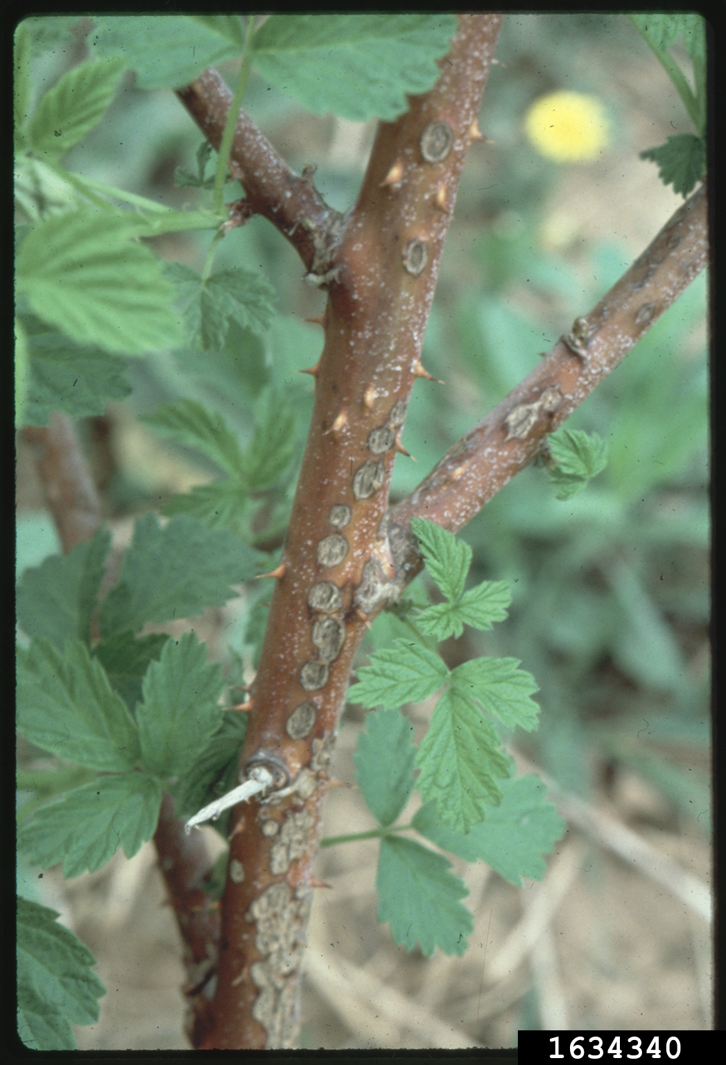 anthracnose (Elsinoe