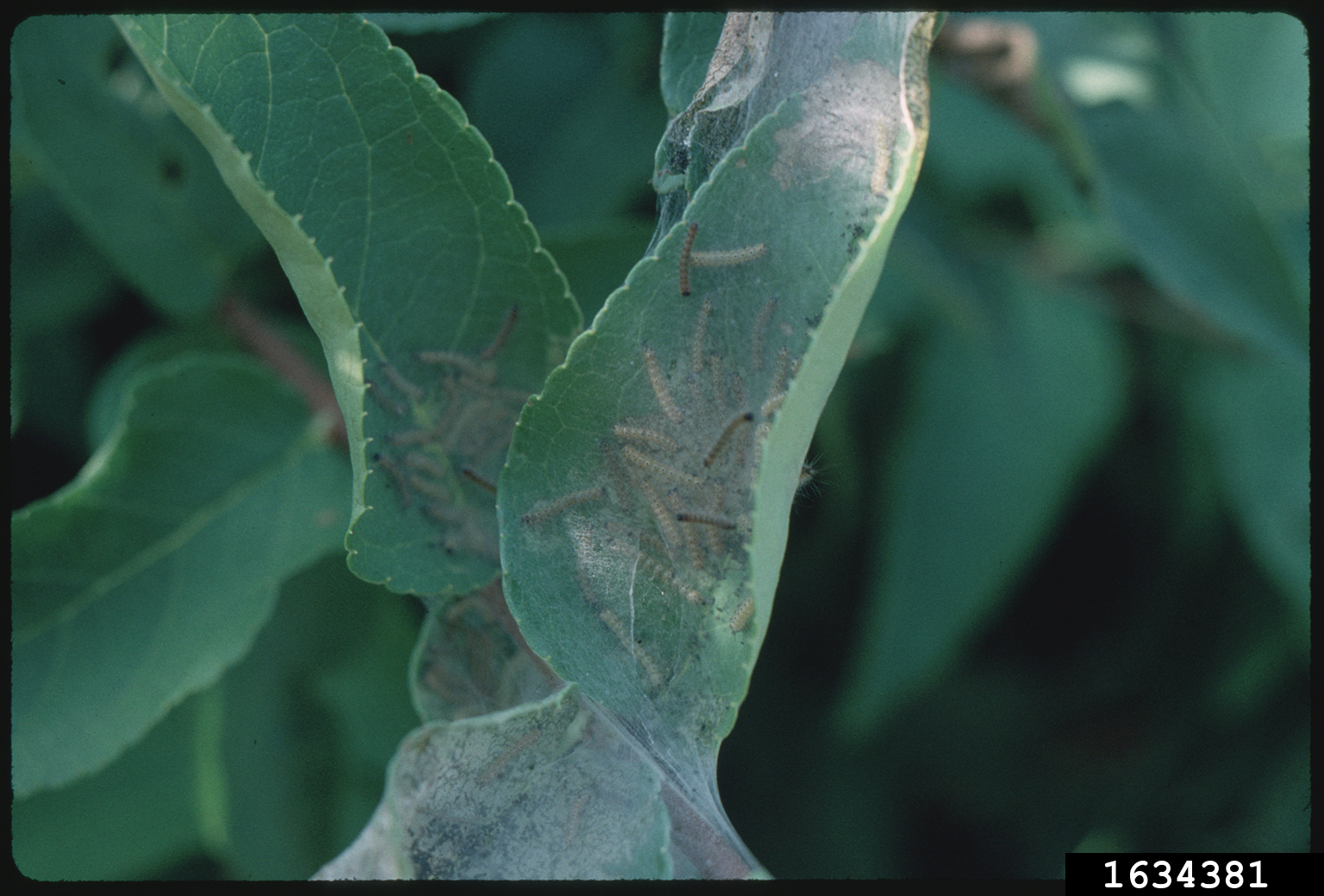 fall webworm (Hyphantria cunea)