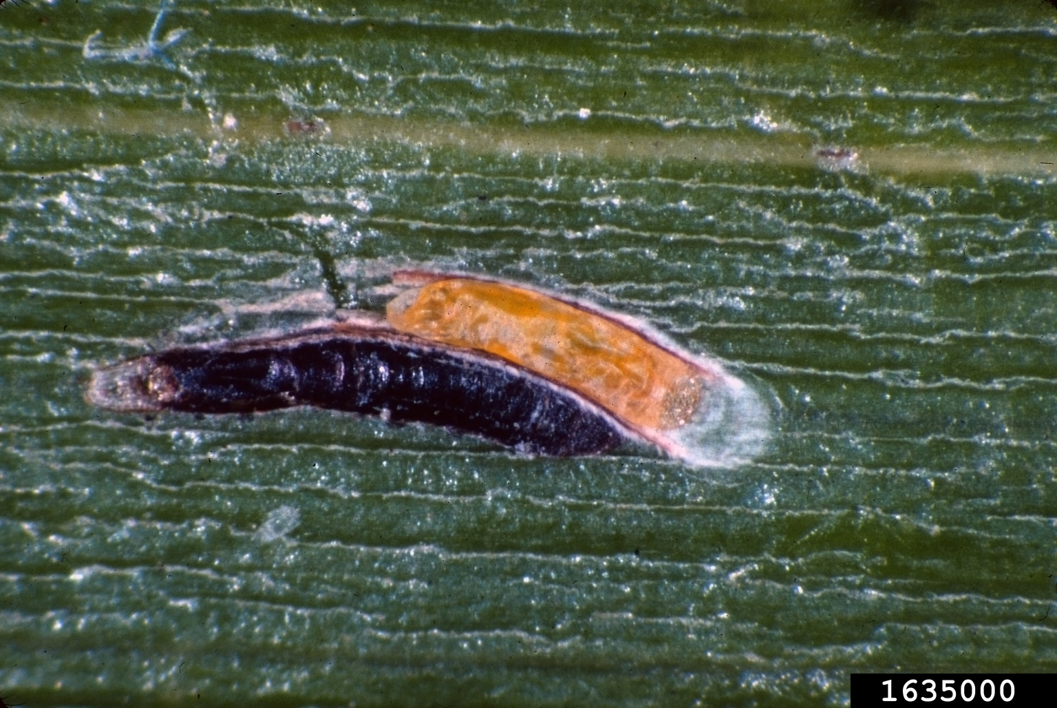 black thread scale (Ischnaspis longirostris)