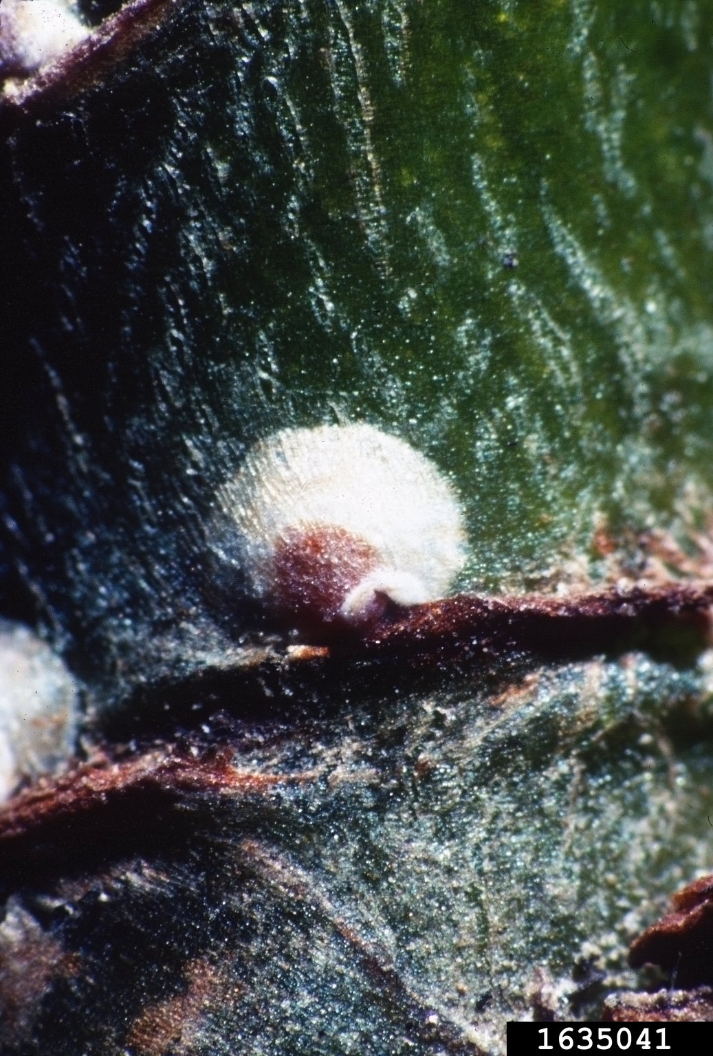 white prunicola scale (Pseudaulacaspis prunicola (Maskell))
