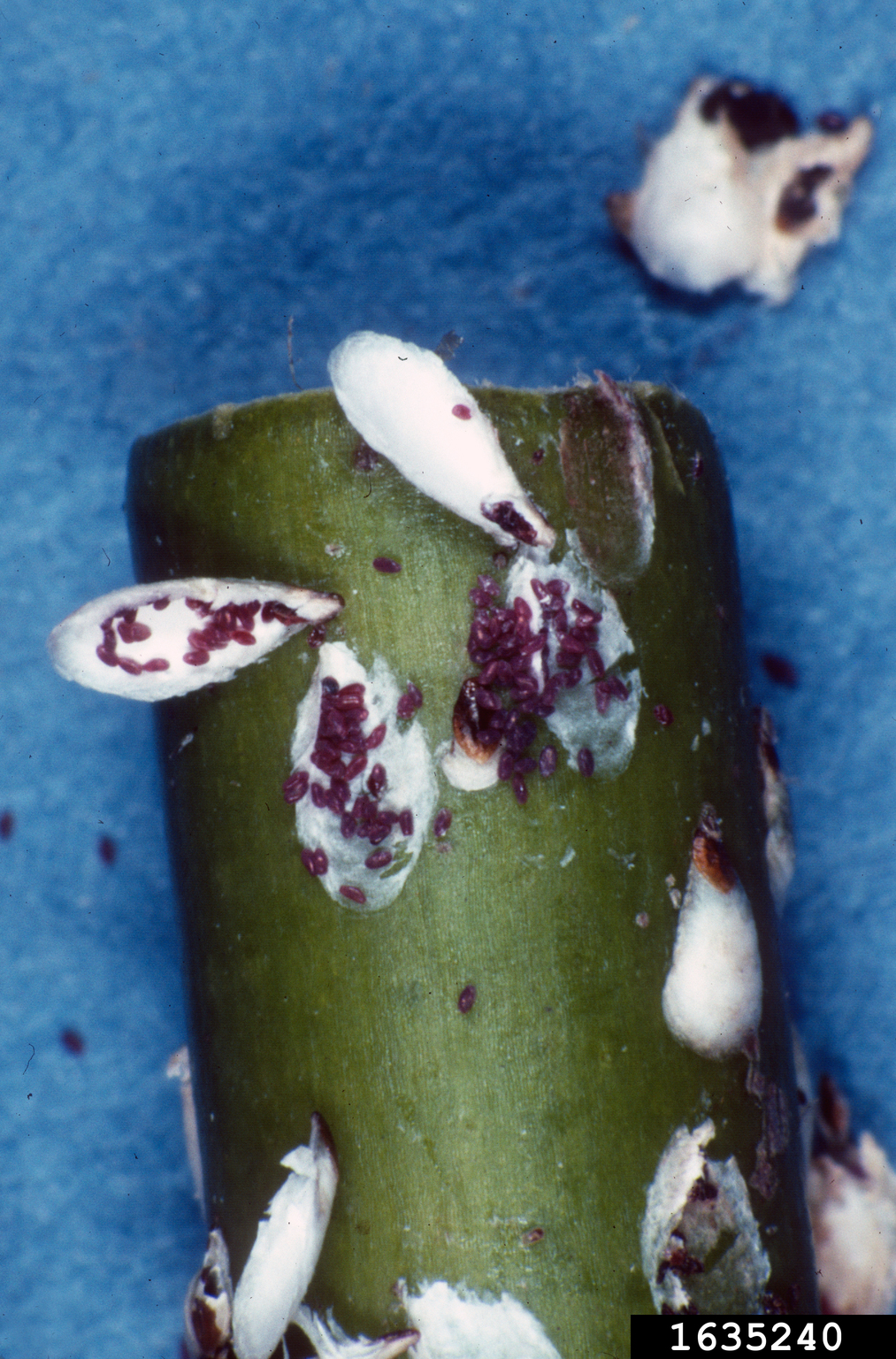 Dogwood Scale Chionaspis Corni On Silky Dogwood Cornus Amomum 