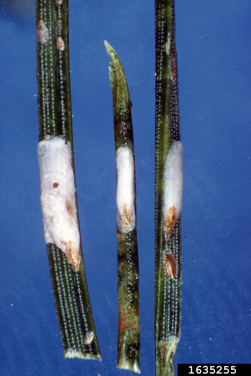 pine needle scale (Chionaspis pinifoliae)