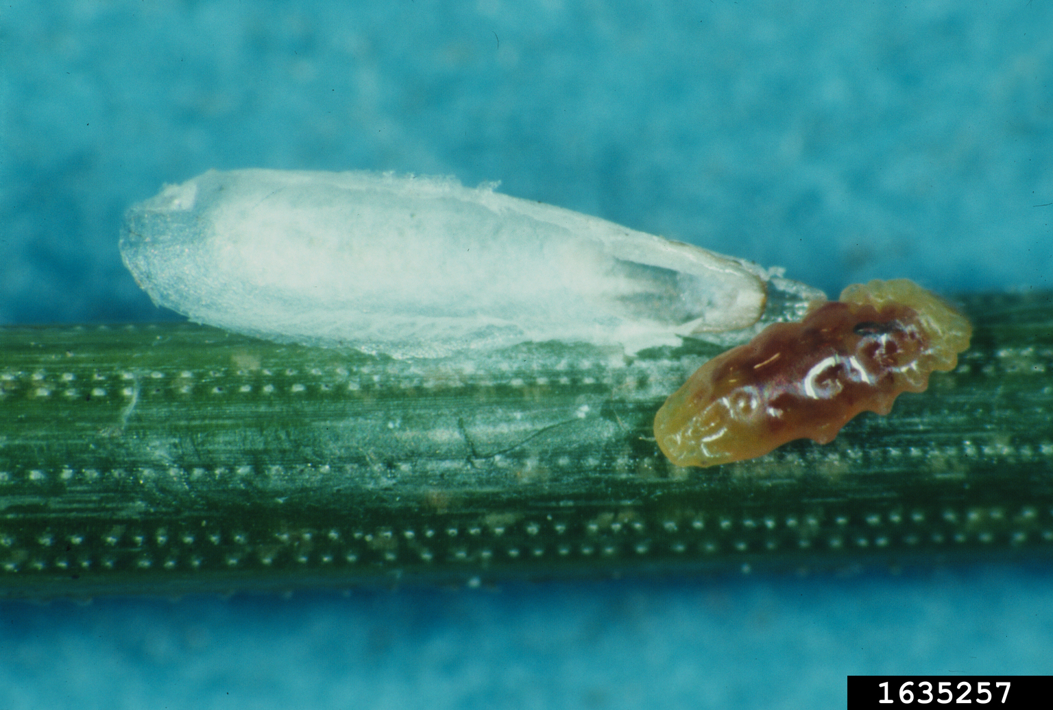 pine needle scale (Chionaspis pinifoliae)