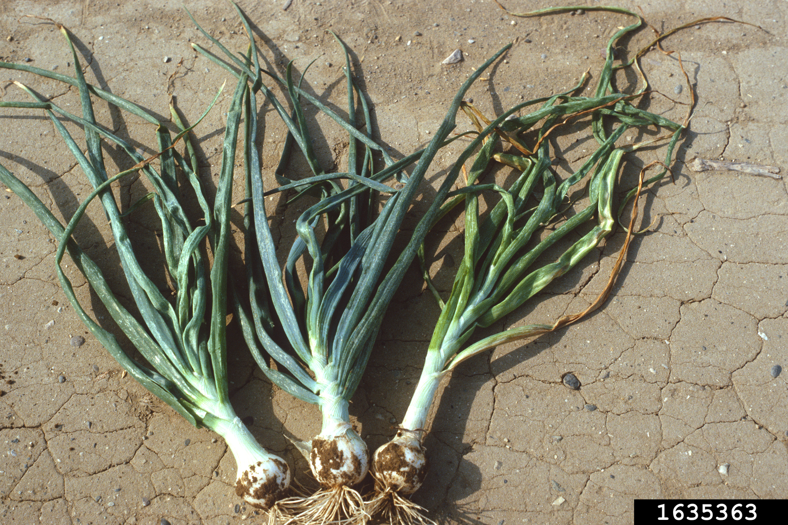 Onion yellow dwarf virus (Potyvirus Onion yellow dwarf virus (OYDV))