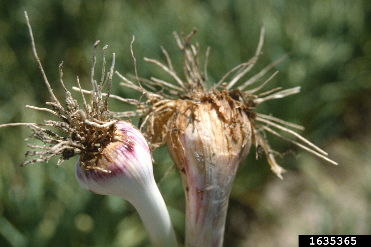 Fusarium wilts, blights, rots and dampingoff (Genus Fusarium)