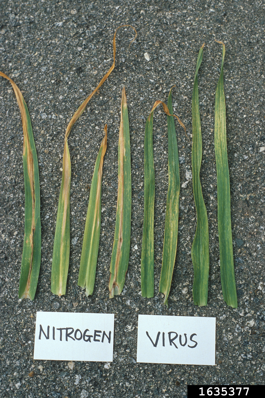 nitrogen deficiency