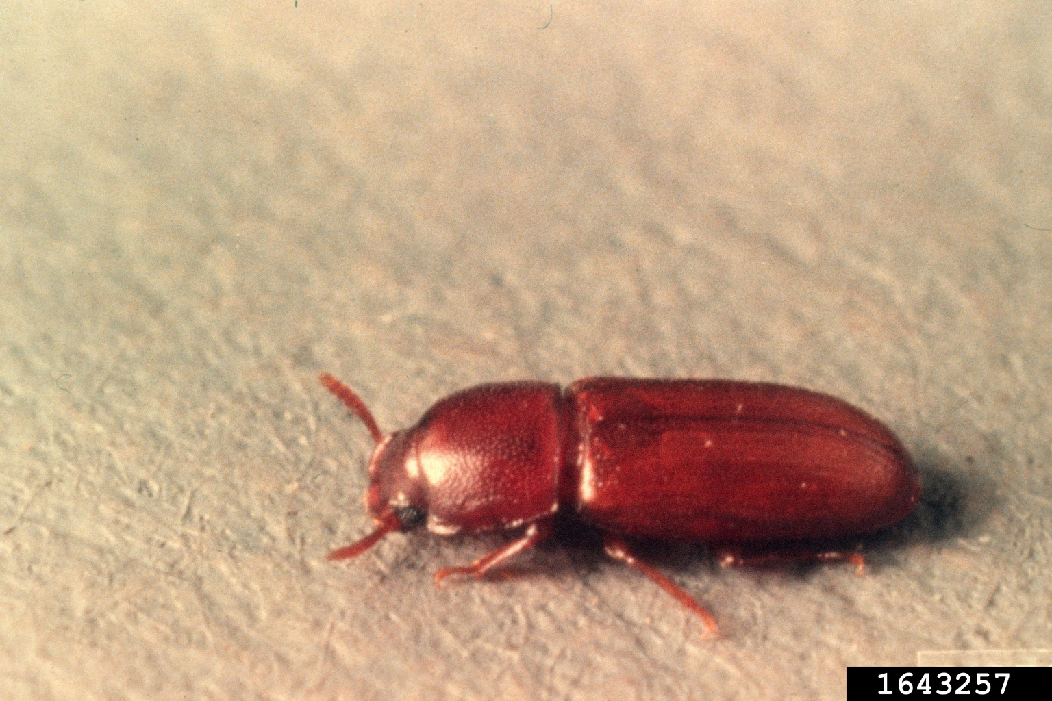 depressed flour beetle (Palorus subdepressus)