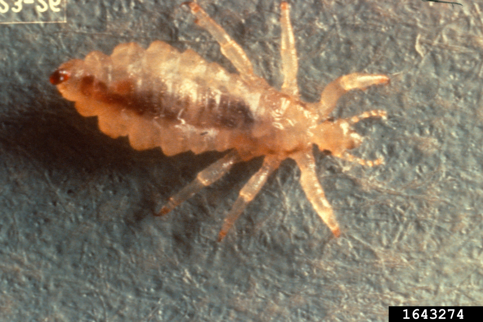 human louse (head and body) (Pediculus humanus (Linnaeus, 1758))