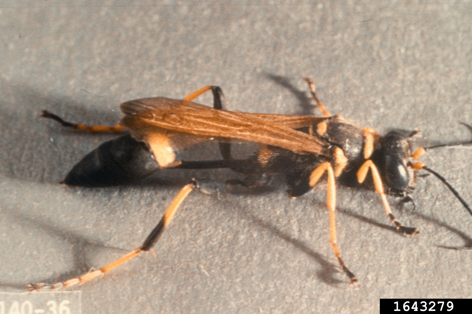 black and yellow mud dauber (Sceliphron caementaria)