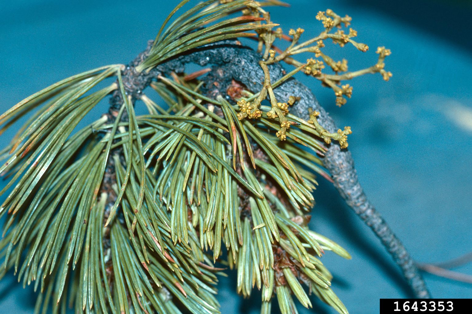 dwarf mistletoes (Genus Arceuthobium)