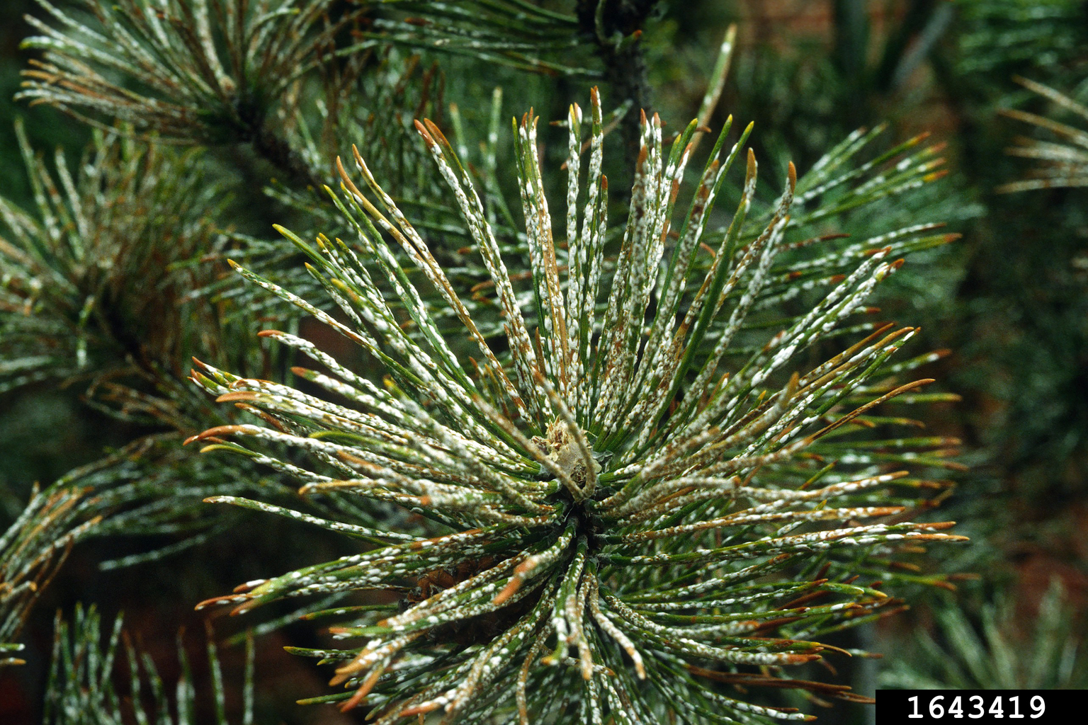 pine needle scale (Chionaspis pinifoliae)