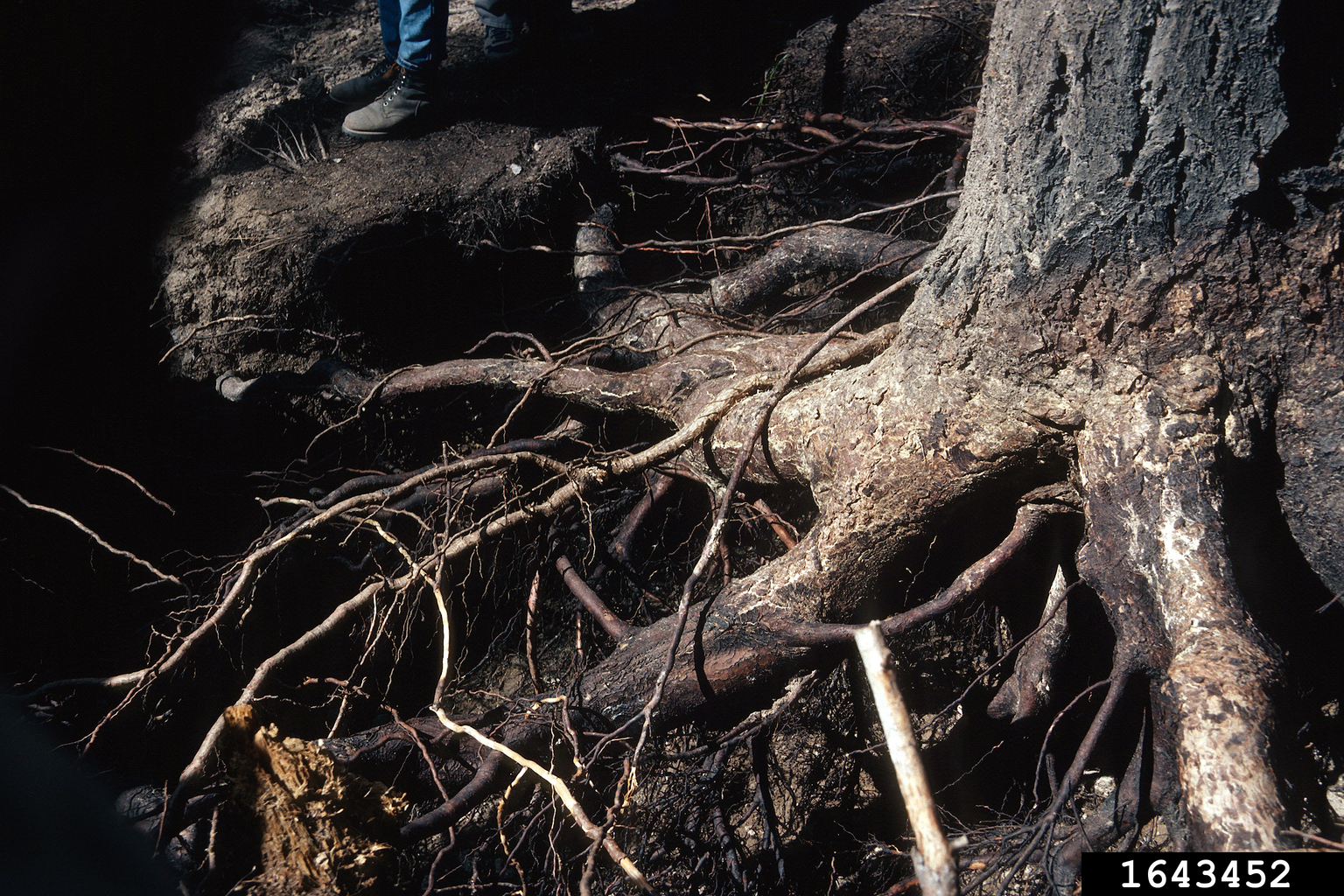 root collar excavation