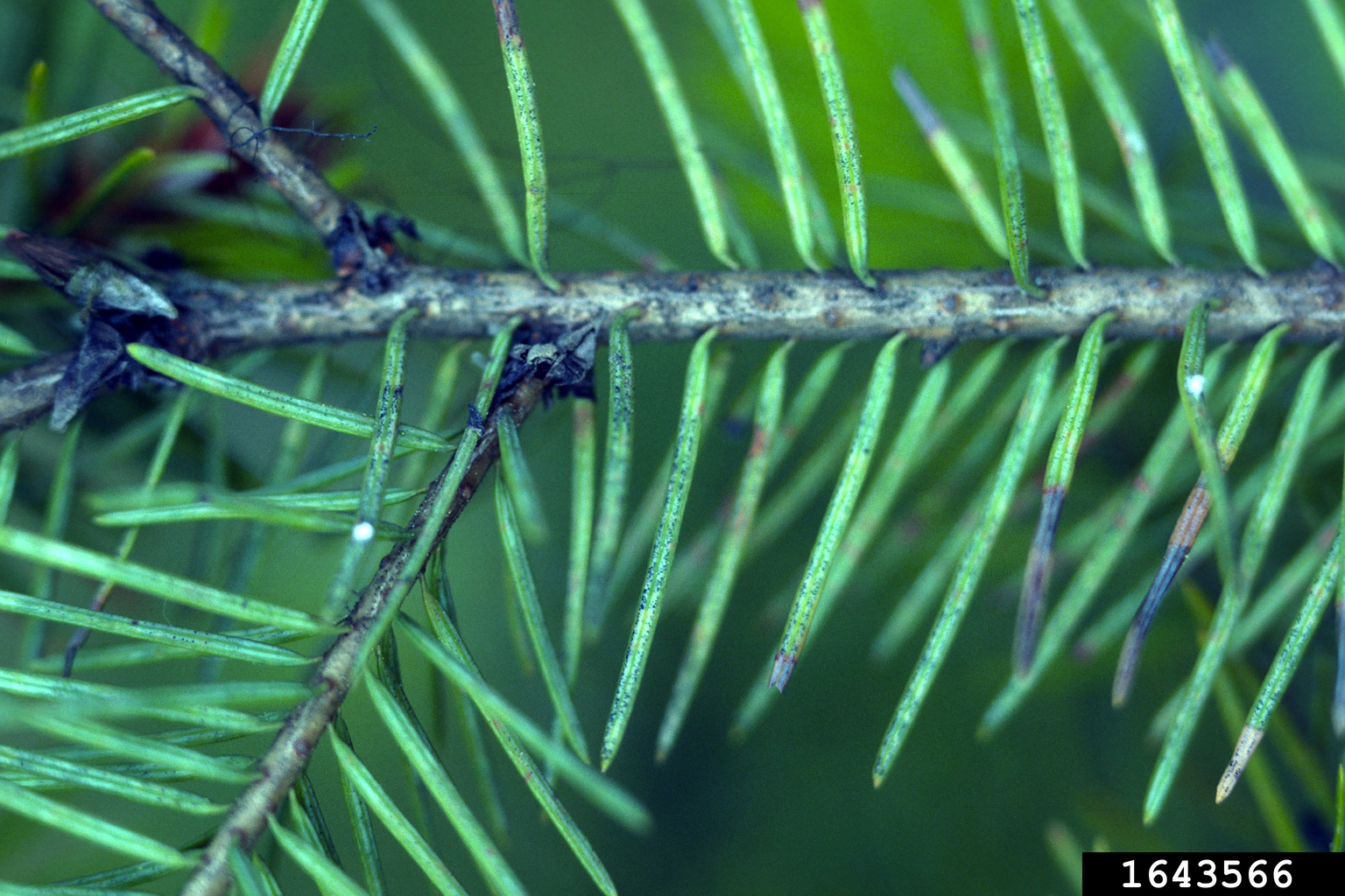 Swiss needle cast (Phaeocryptopus gaeumannii)