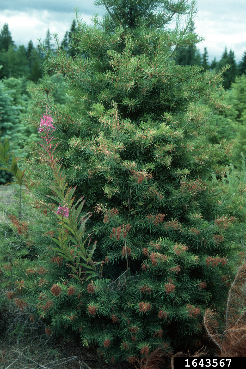 Swiss needle cast (Phaeocryptopus gaeumannii ) on white fir (Abies