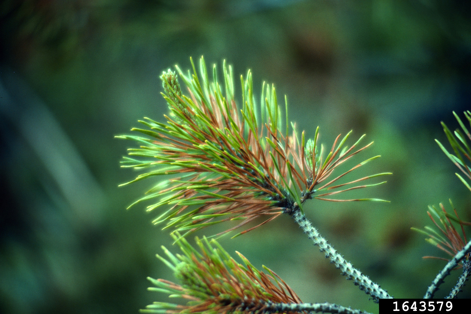 lodgepole pine needlecast (Lophodermella concolor ) on lodgepole pine