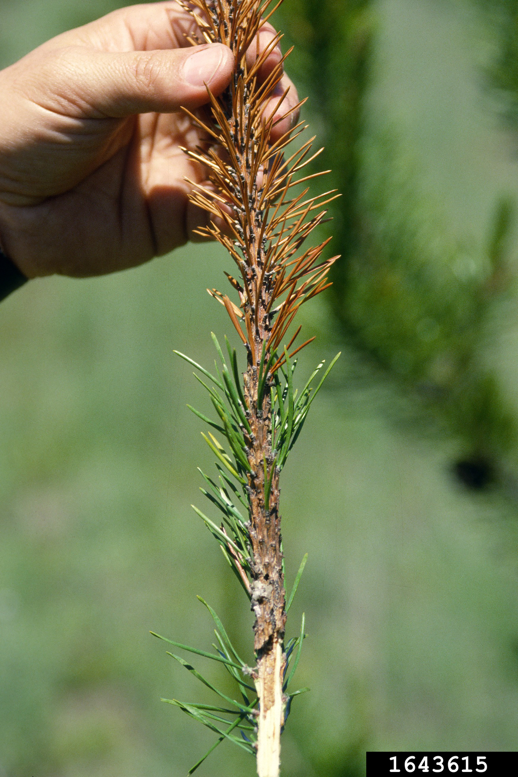 lodgepole terminal weevil (Pissodes terminalis)
