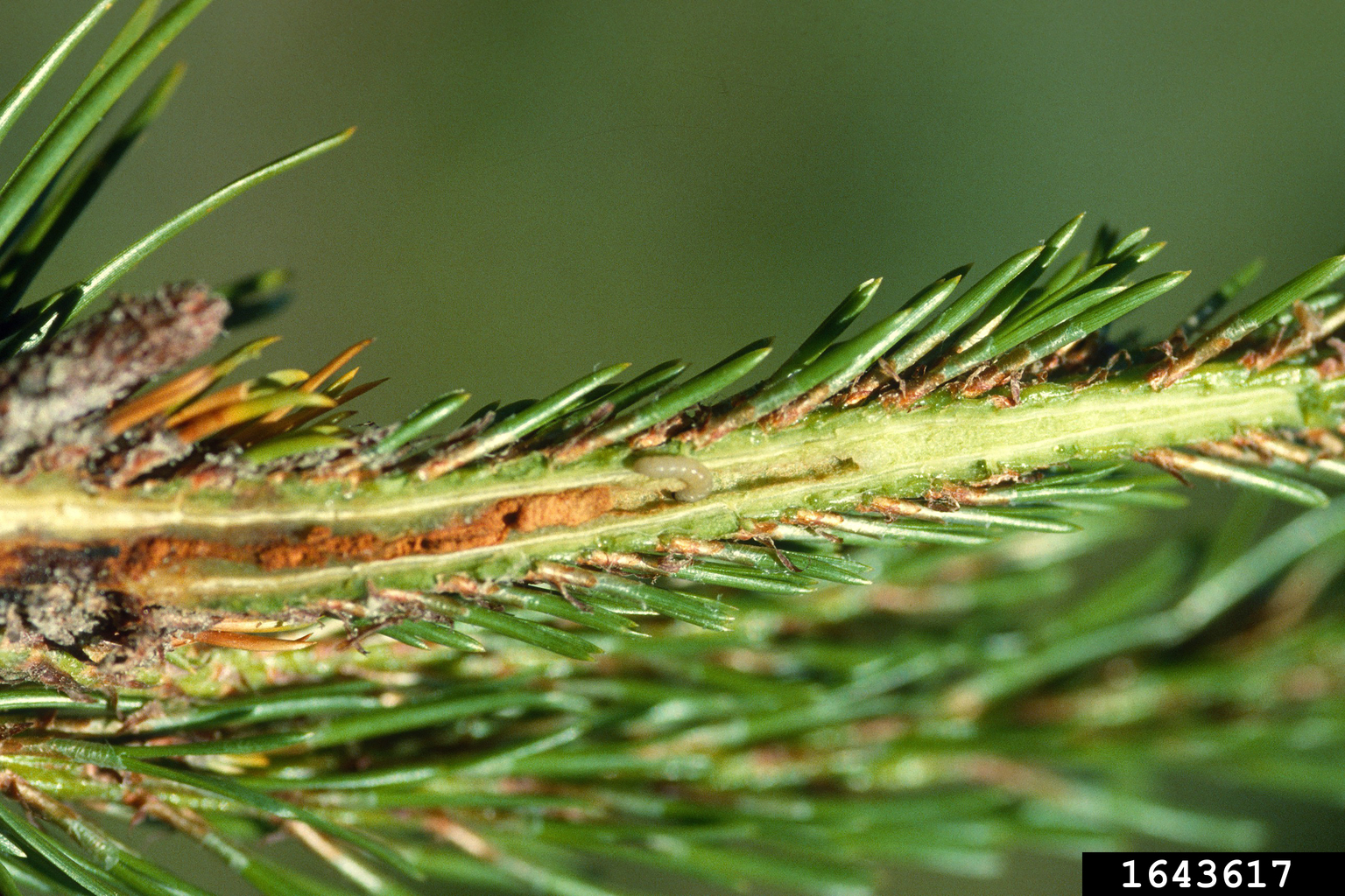 lodgepole terminal weevil (Pissodes terminalis)