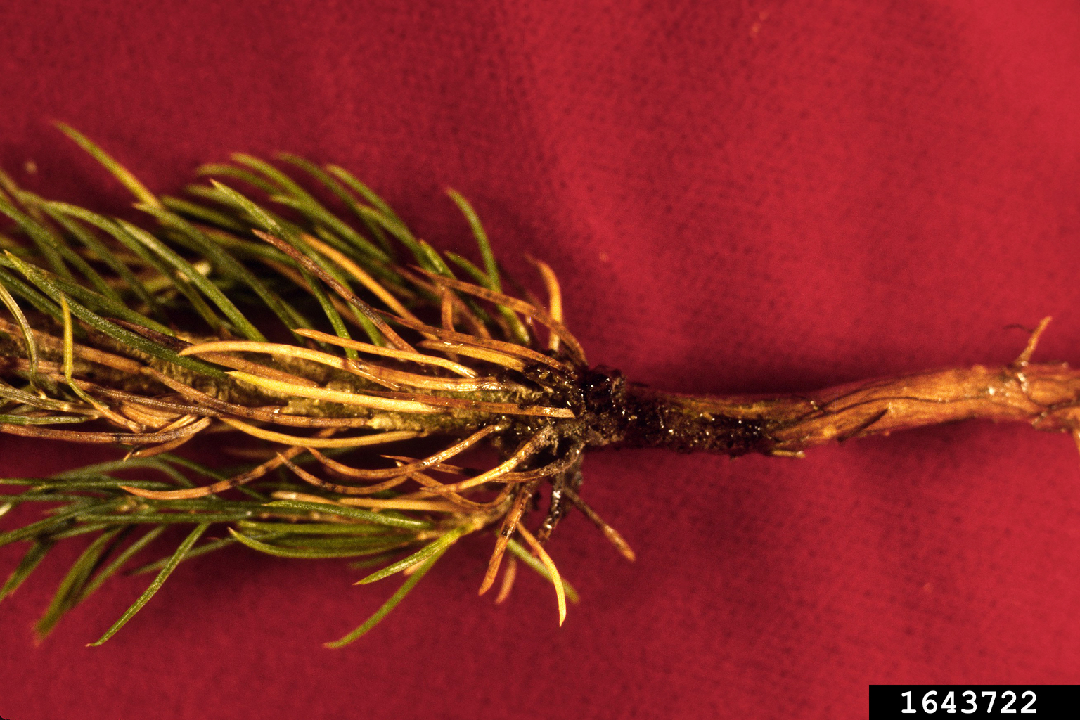 Ectomycorrhizae (Thelephora terrestris)