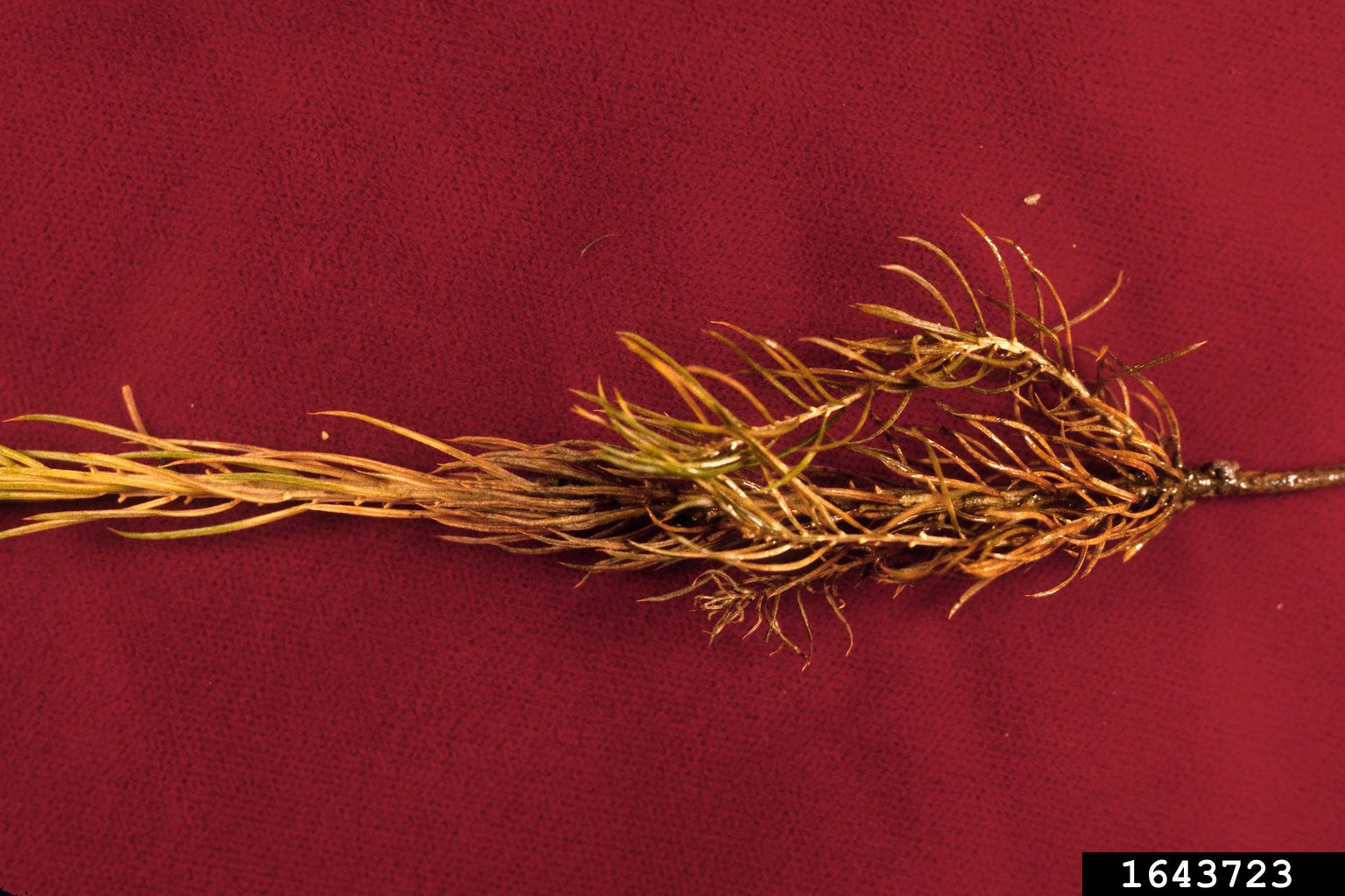 Ectomycorrhizae (Thelephora terrestris)