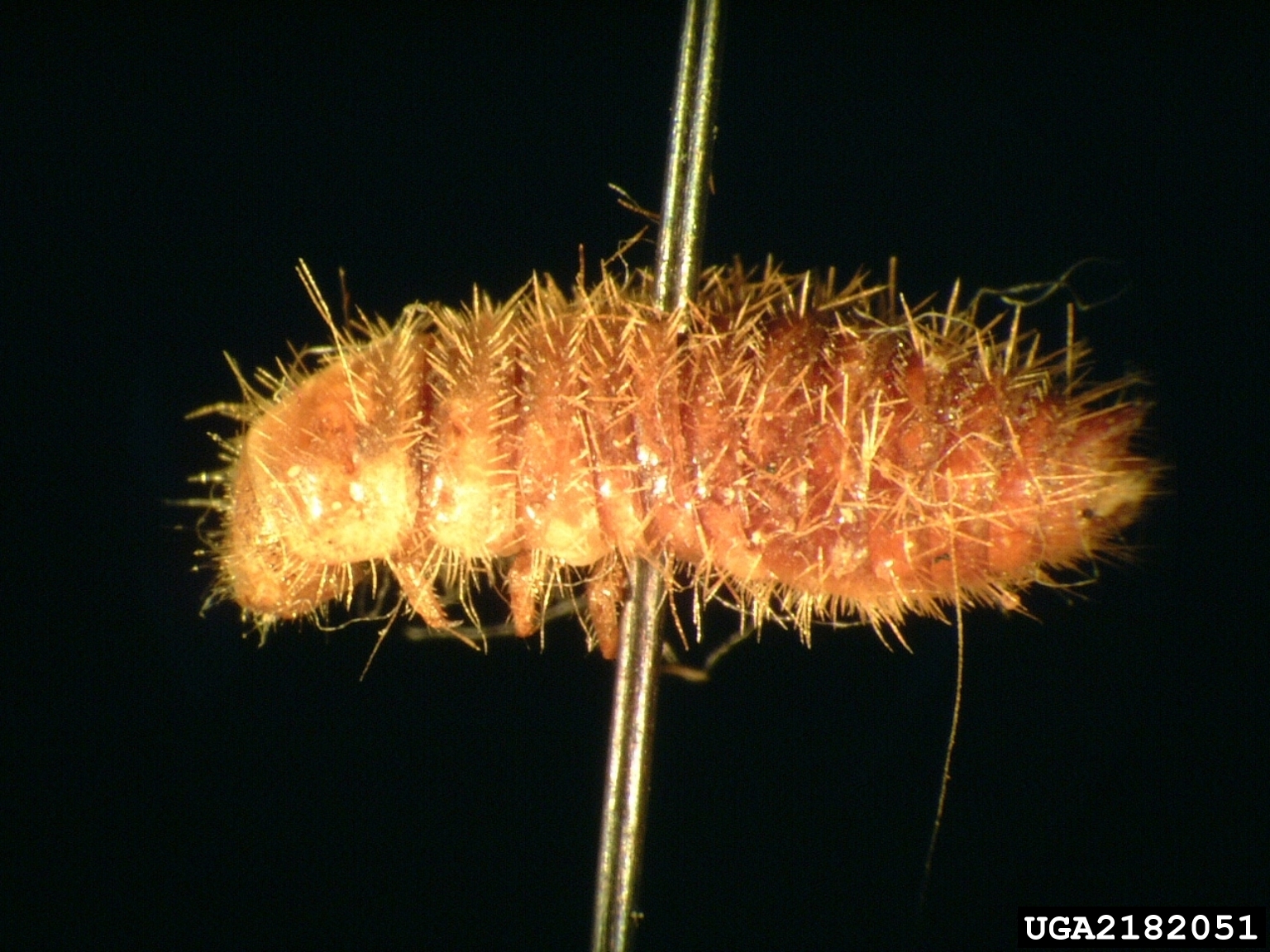 Dermestid beetles (Family Dermestidae)