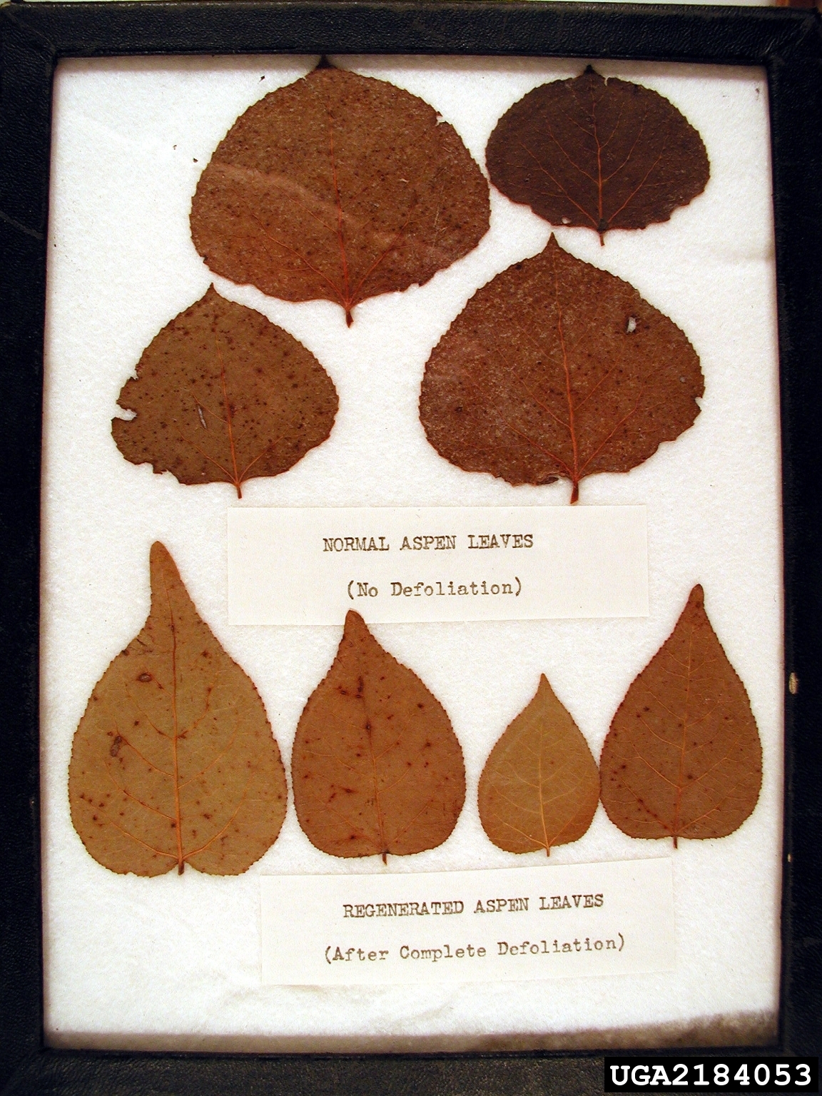aspen/poplar (Genus Populus)