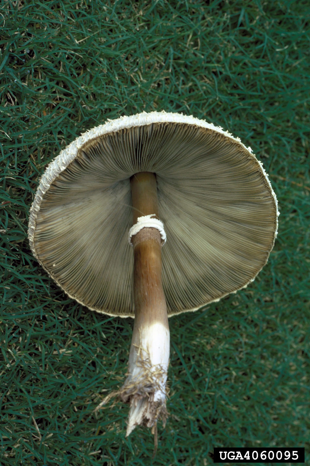 false parasol or greenspored parasol (Chlorophyllum