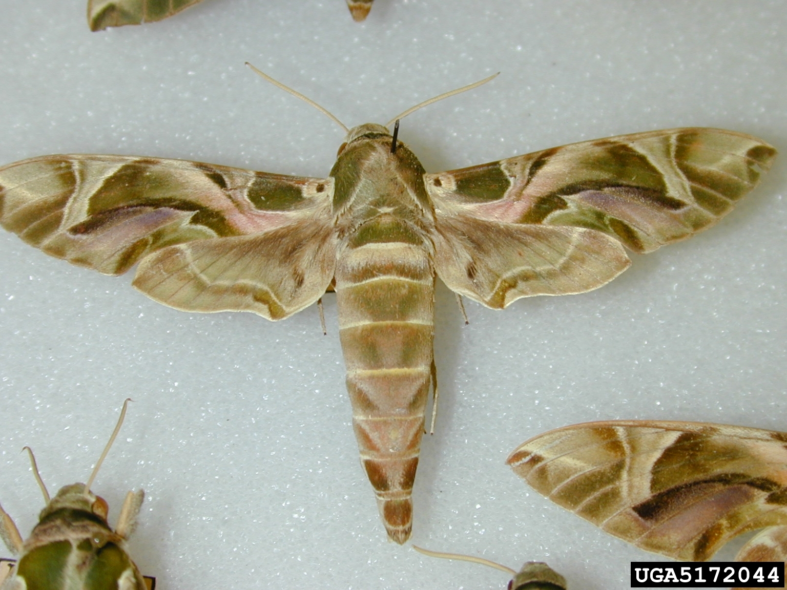 oleander-hawk-moth-daphnis-nerii