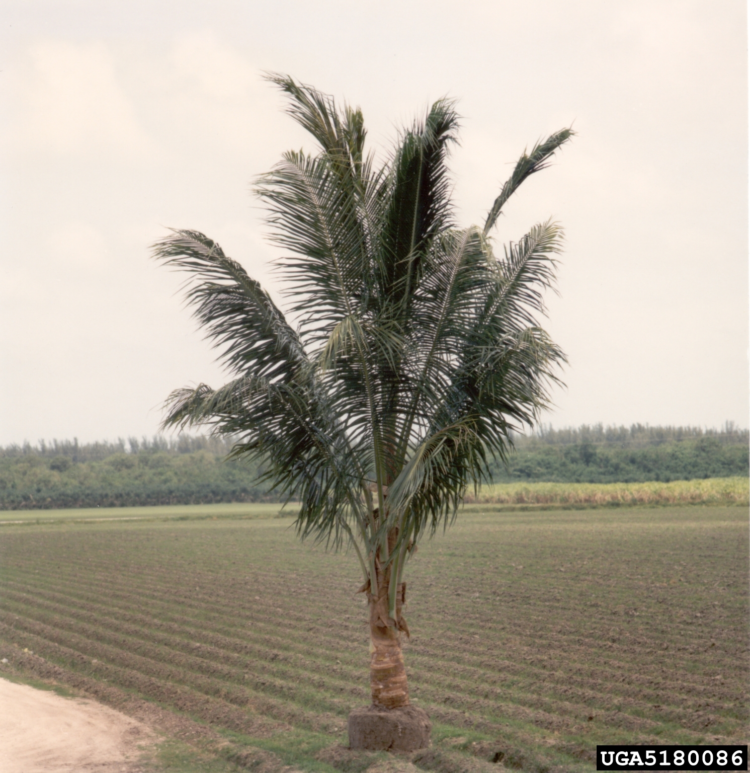 coconut palm (Cocos nucifera)