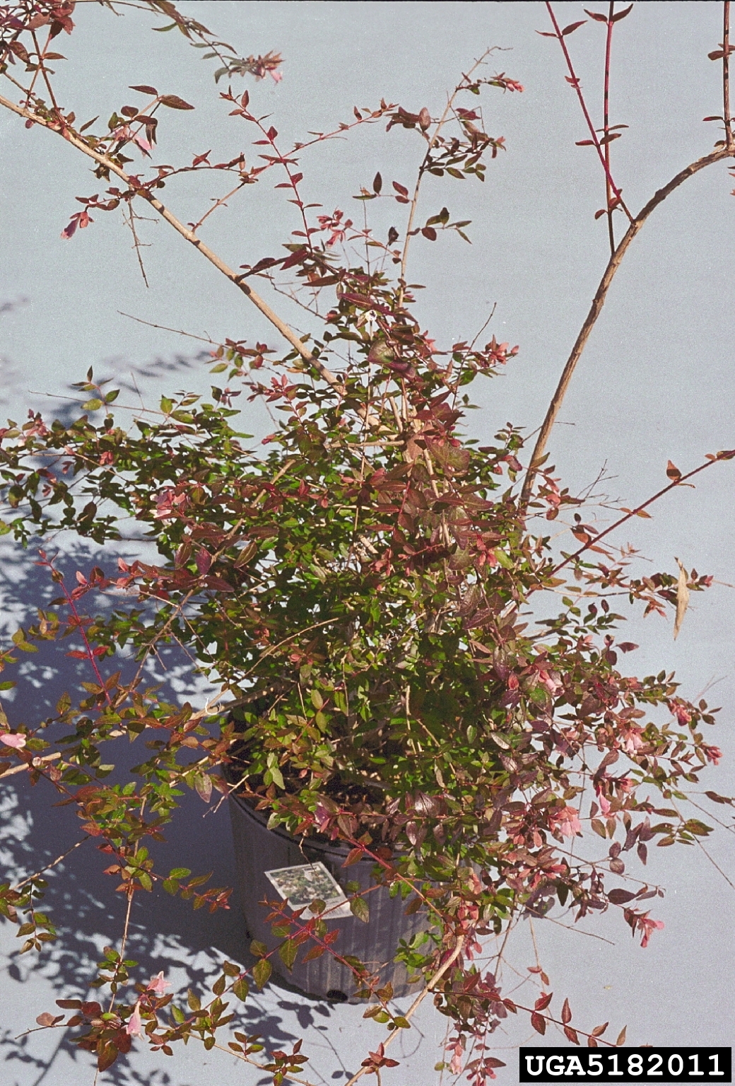 glossy abelia (Abelia x grandiflora)