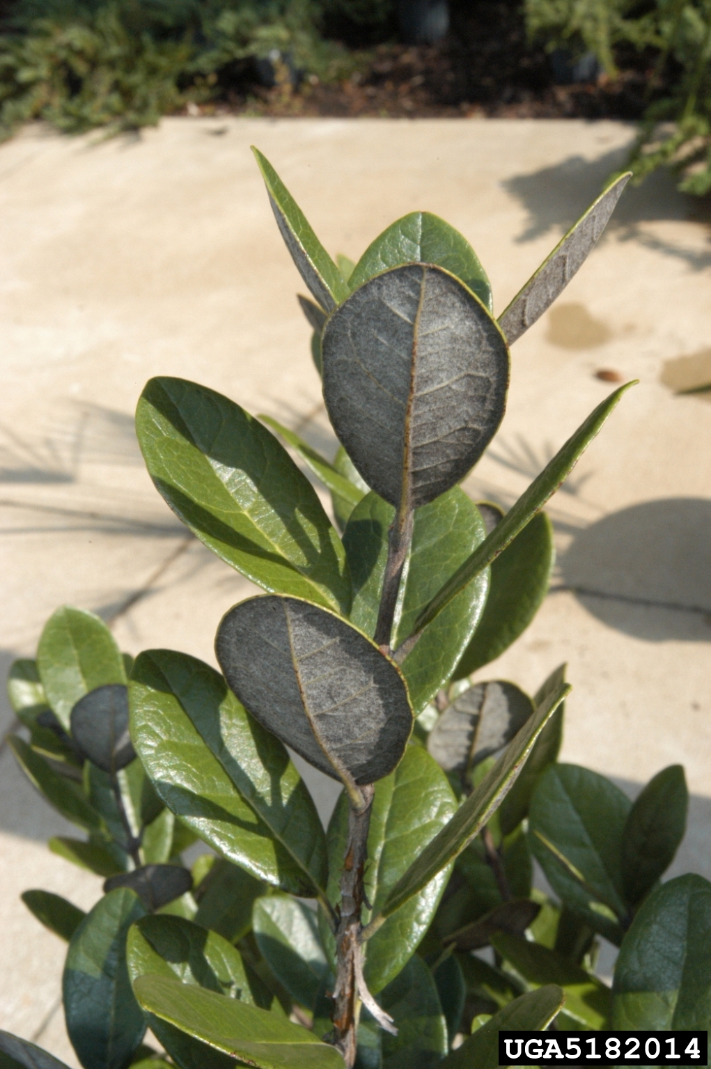 pineappleguava (Acca sellowiana)