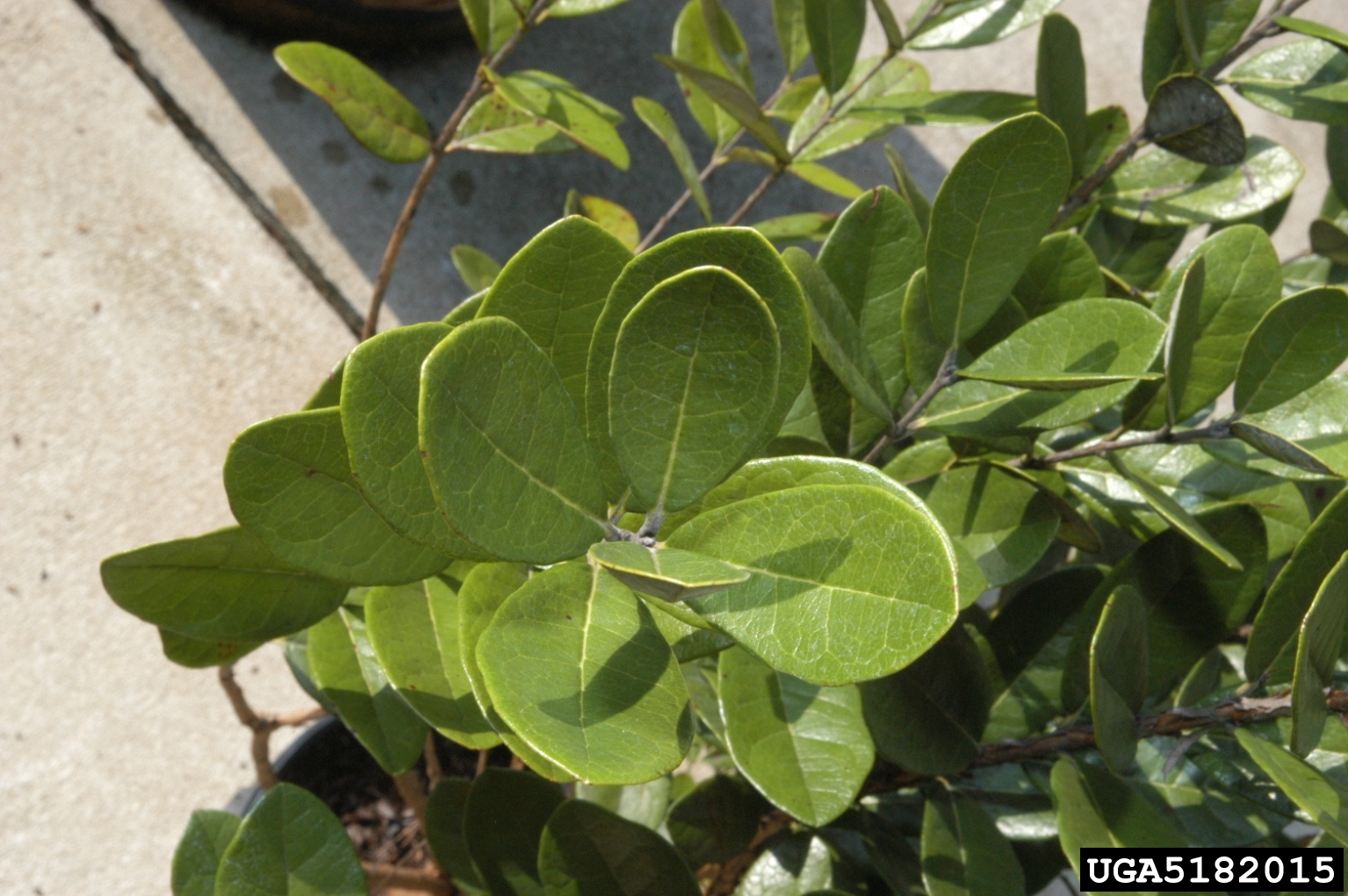 pineappleguava (Acca sellowiana)