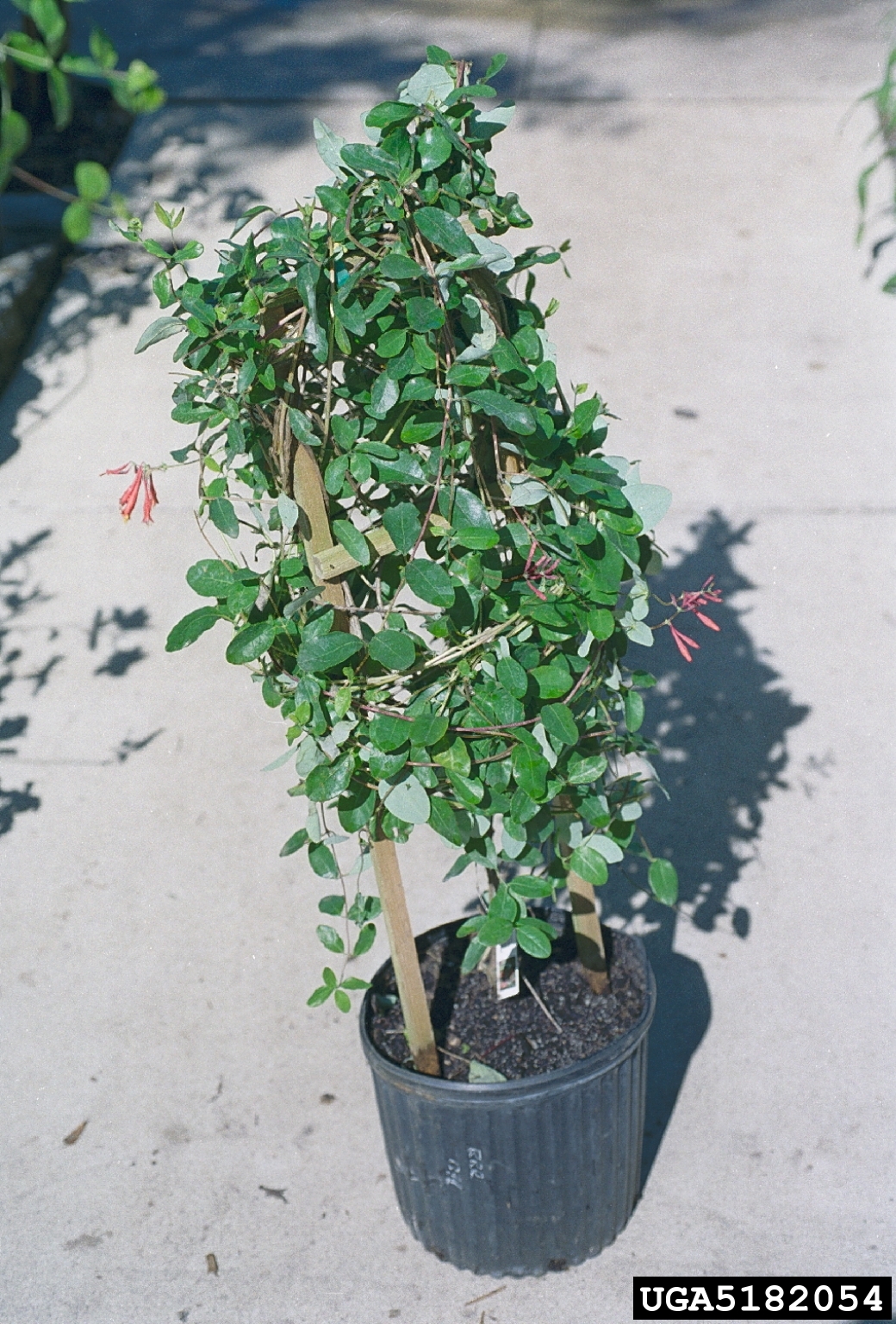 trumpet honeysuckle (Lonicera sempervirens)
