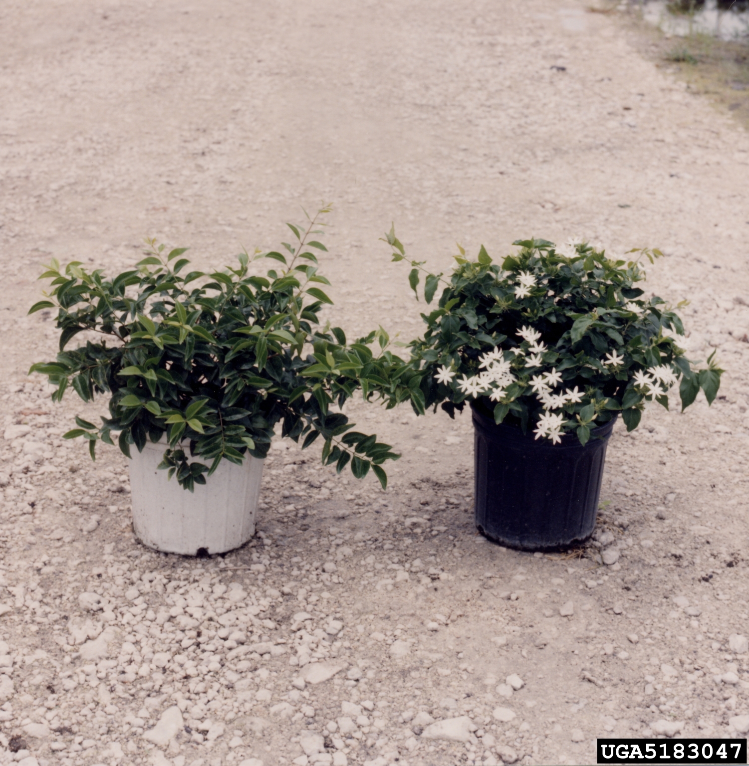 star jasmine (Jasminum multiflorum)
