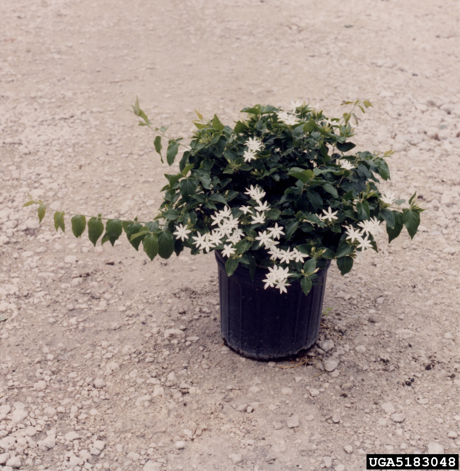 star jasmine (Jasminum multiflorum)