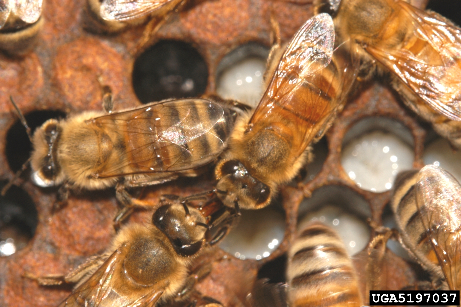 honey bee (Apis mellifera)