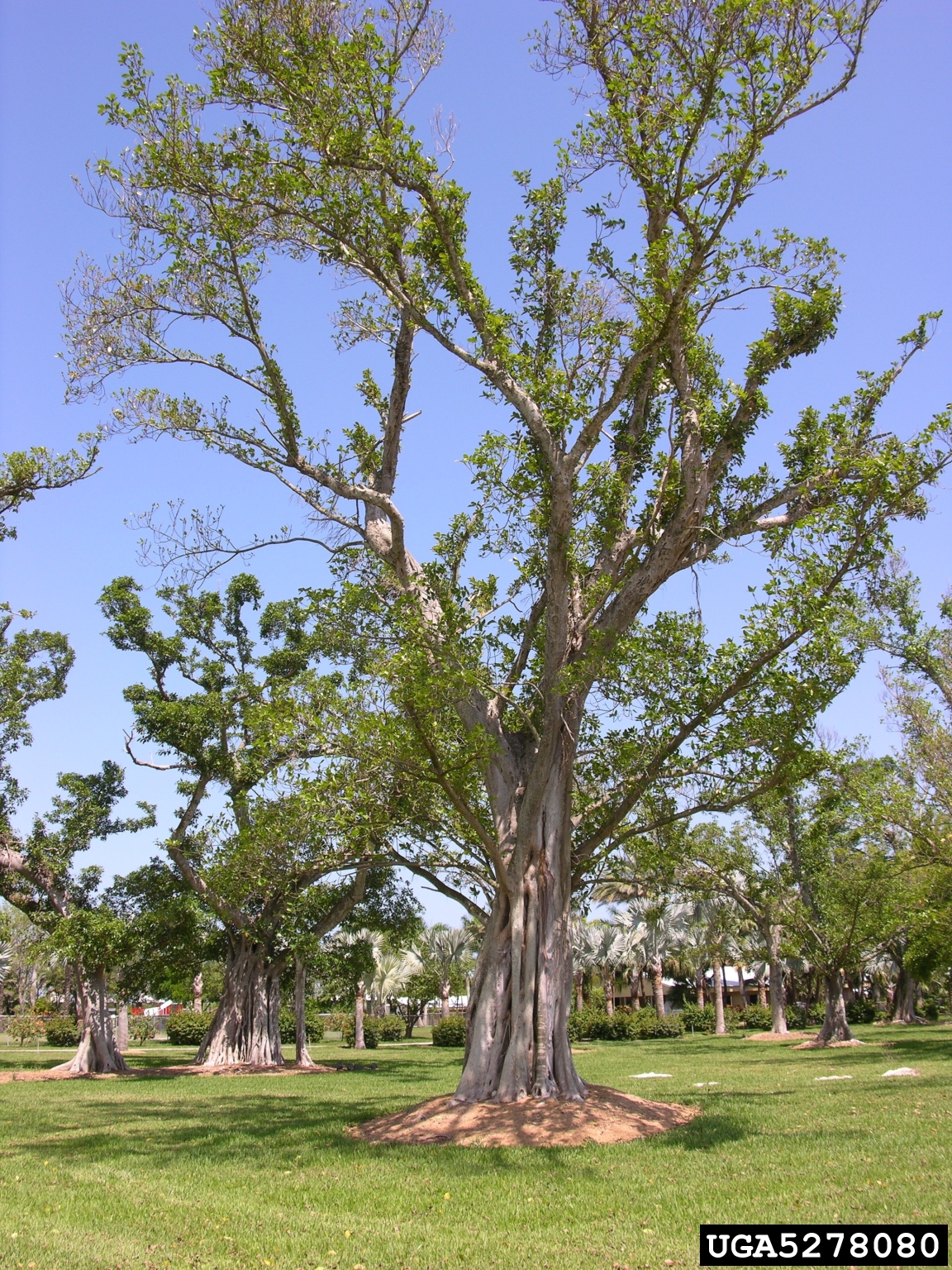 Florida strangler fig, Ficus aurea (Urticales: Moraceae) - 5278080