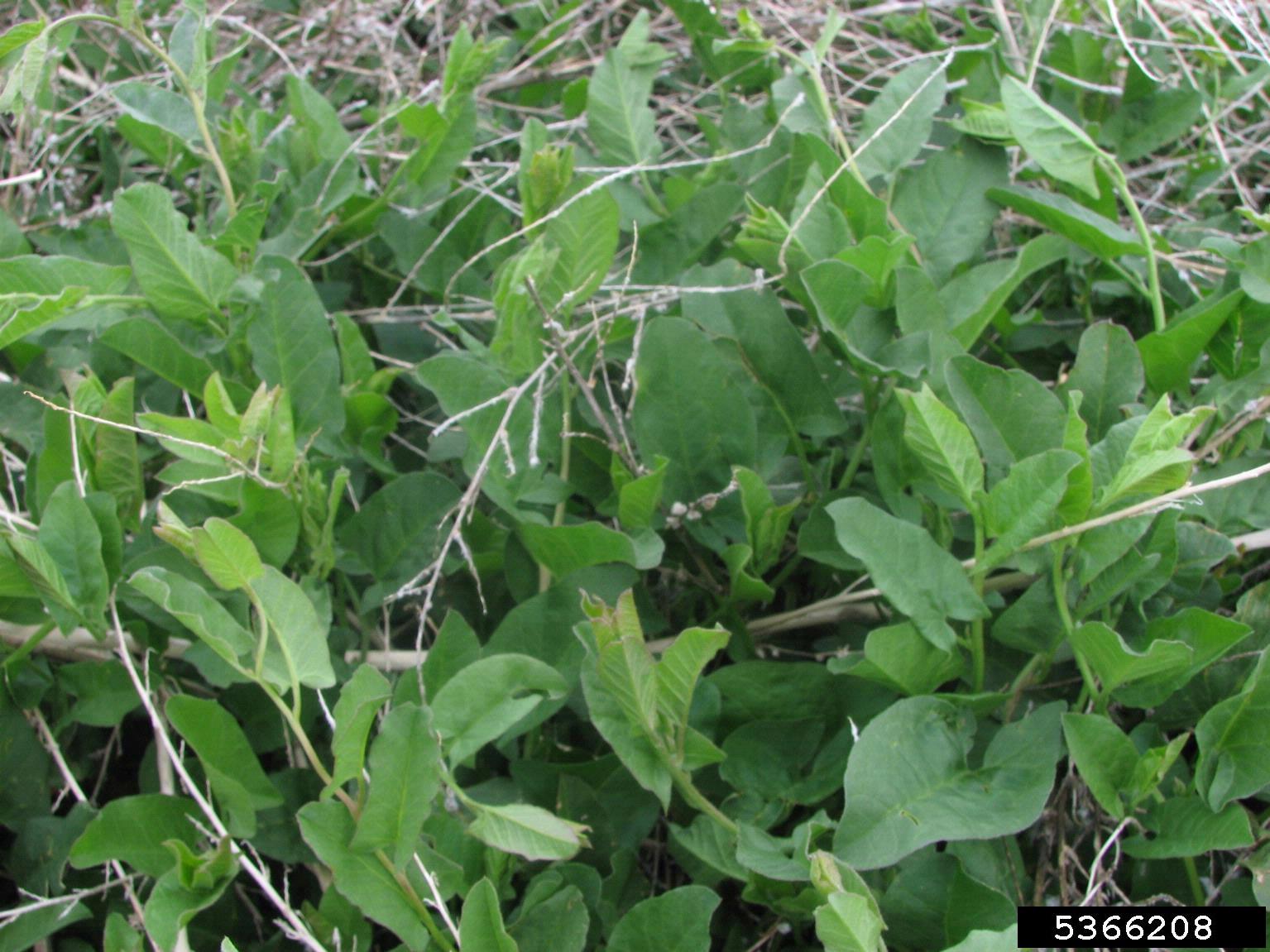 field bindweed (Convolvulus arvensis)