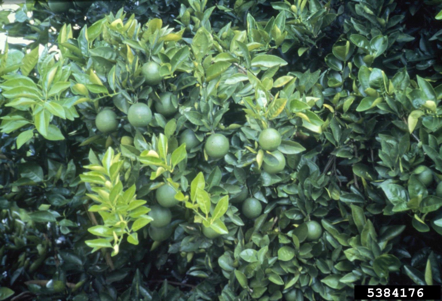 grapefruit (Citrus x paradisi)