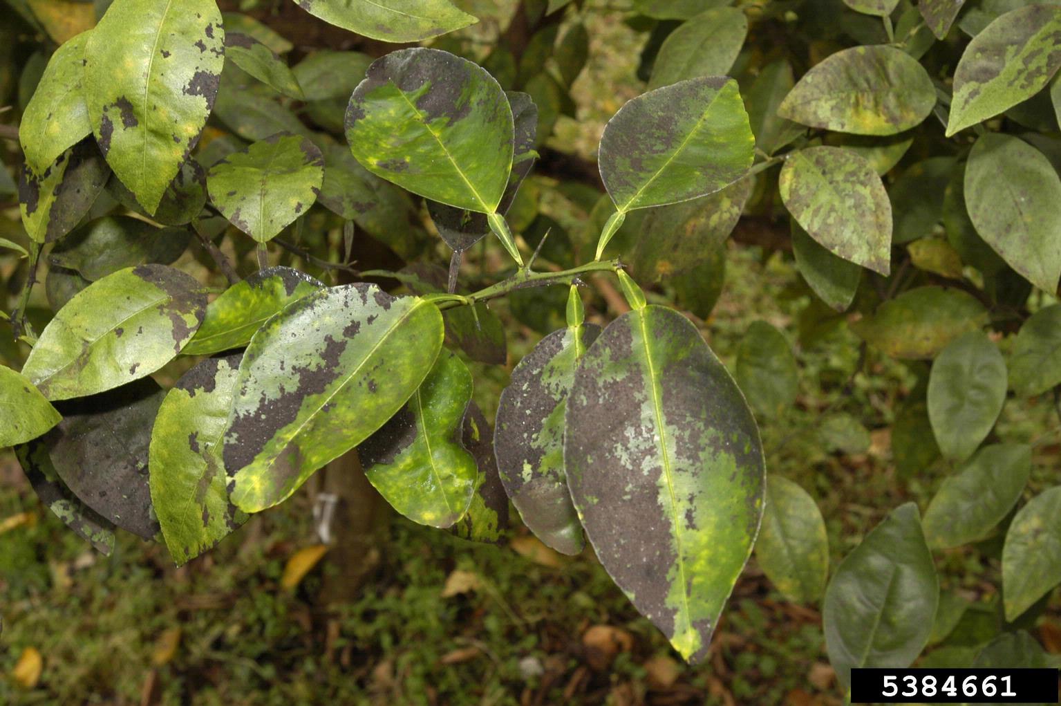 sooty mold (general)