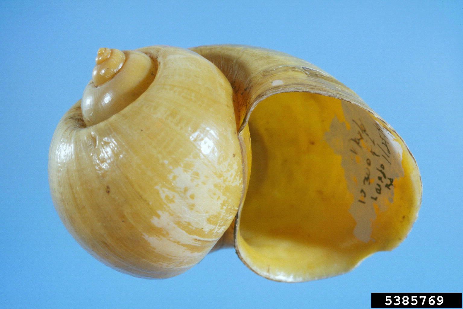 channeled apple snail (Pomacea canaliculata)