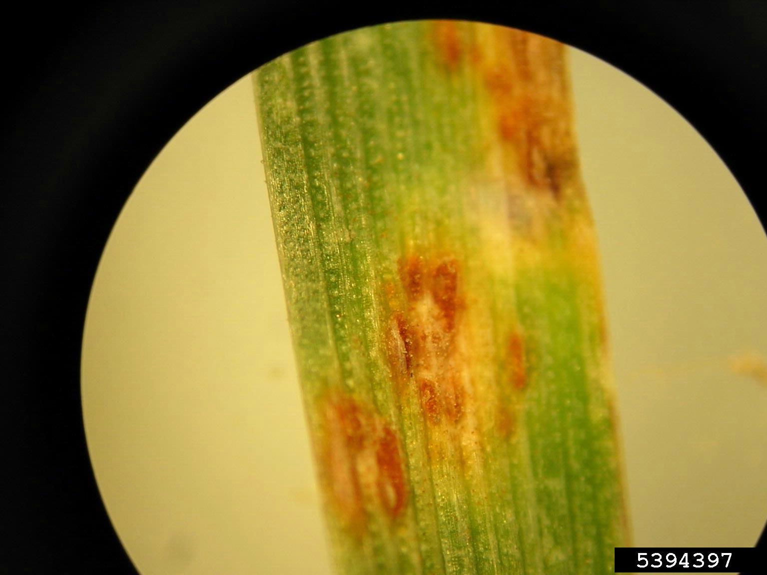 wheat leaf rust (Puccinia recondita)