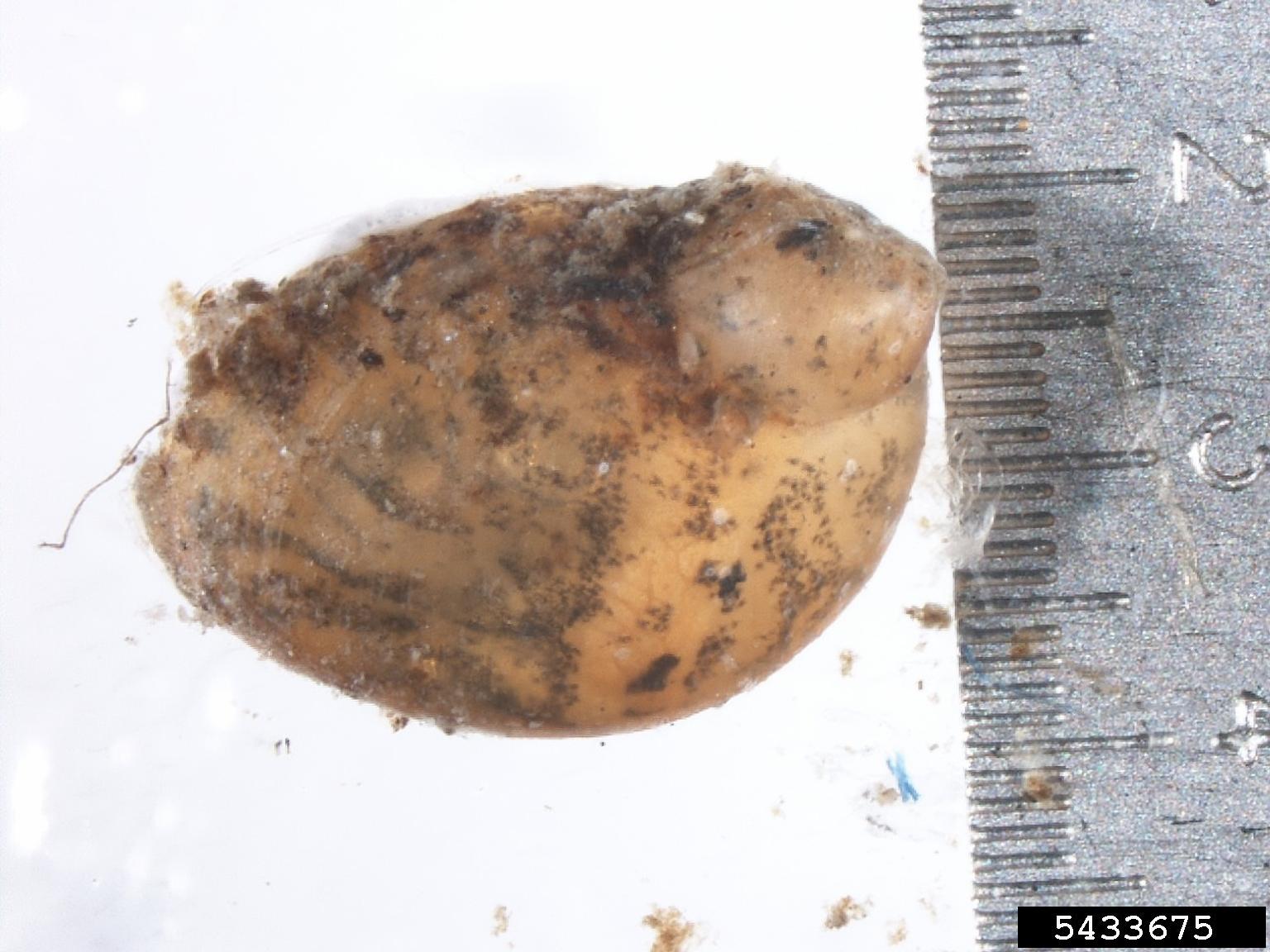 amber snails (Genus Succinea)