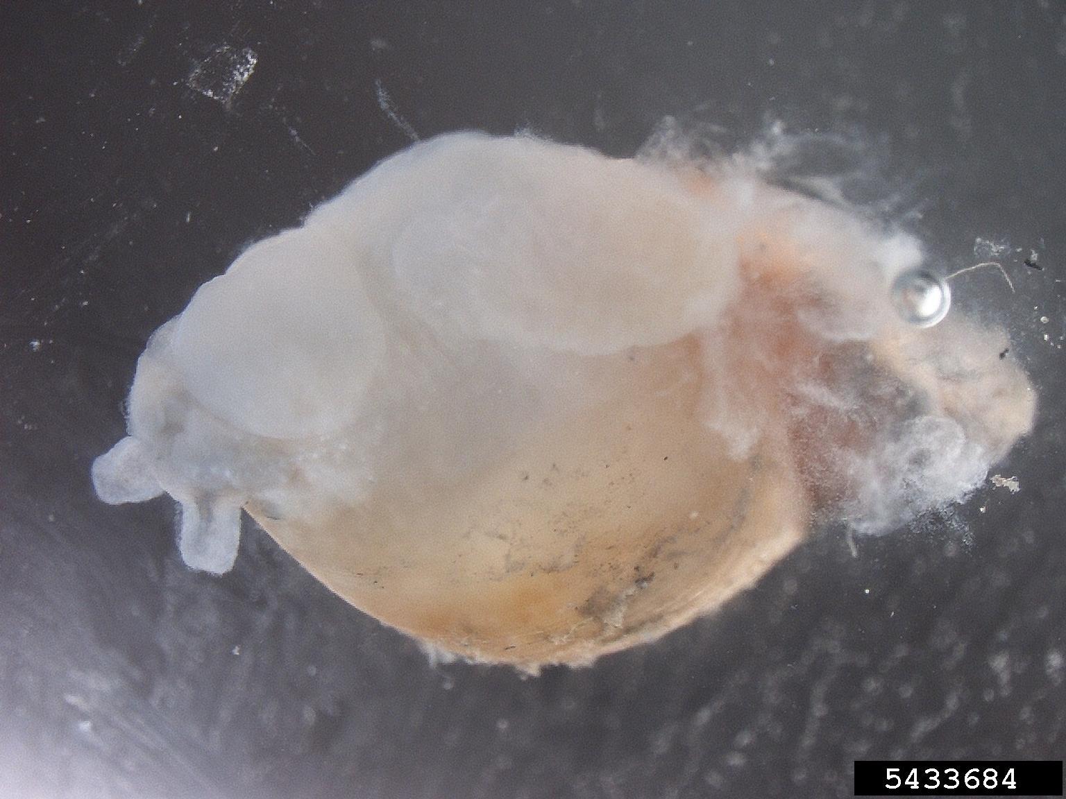 amber snails (Genus Succinea)